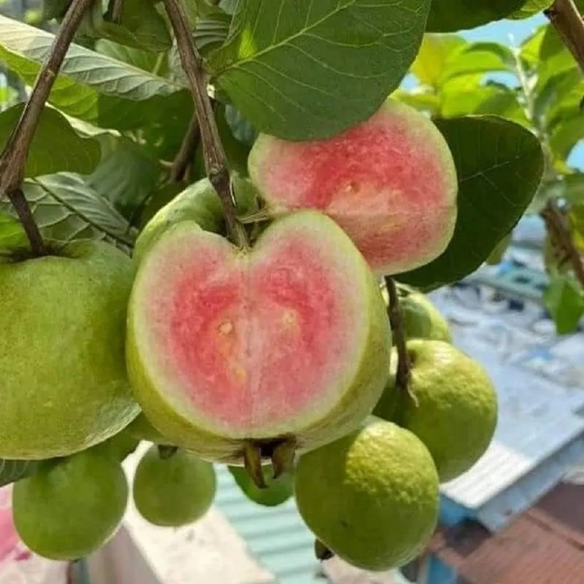 Madhuri Guava Amrood Layering/Grafted Fruit Live Plant - Image 2