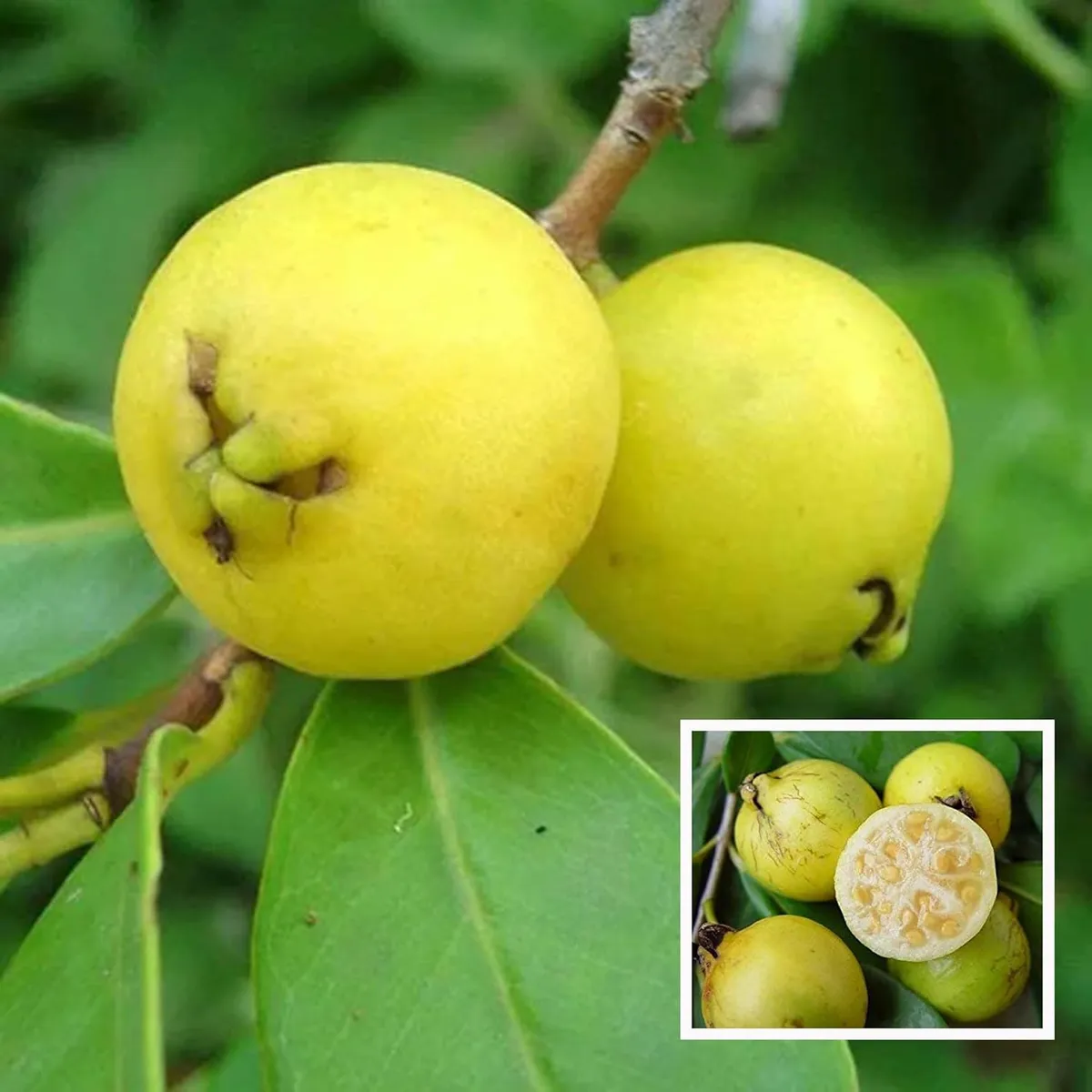 Yellow Strawberry Guava Amrood Layering/Grafted Fruit Live Plant (1.5-3 Feet Height)