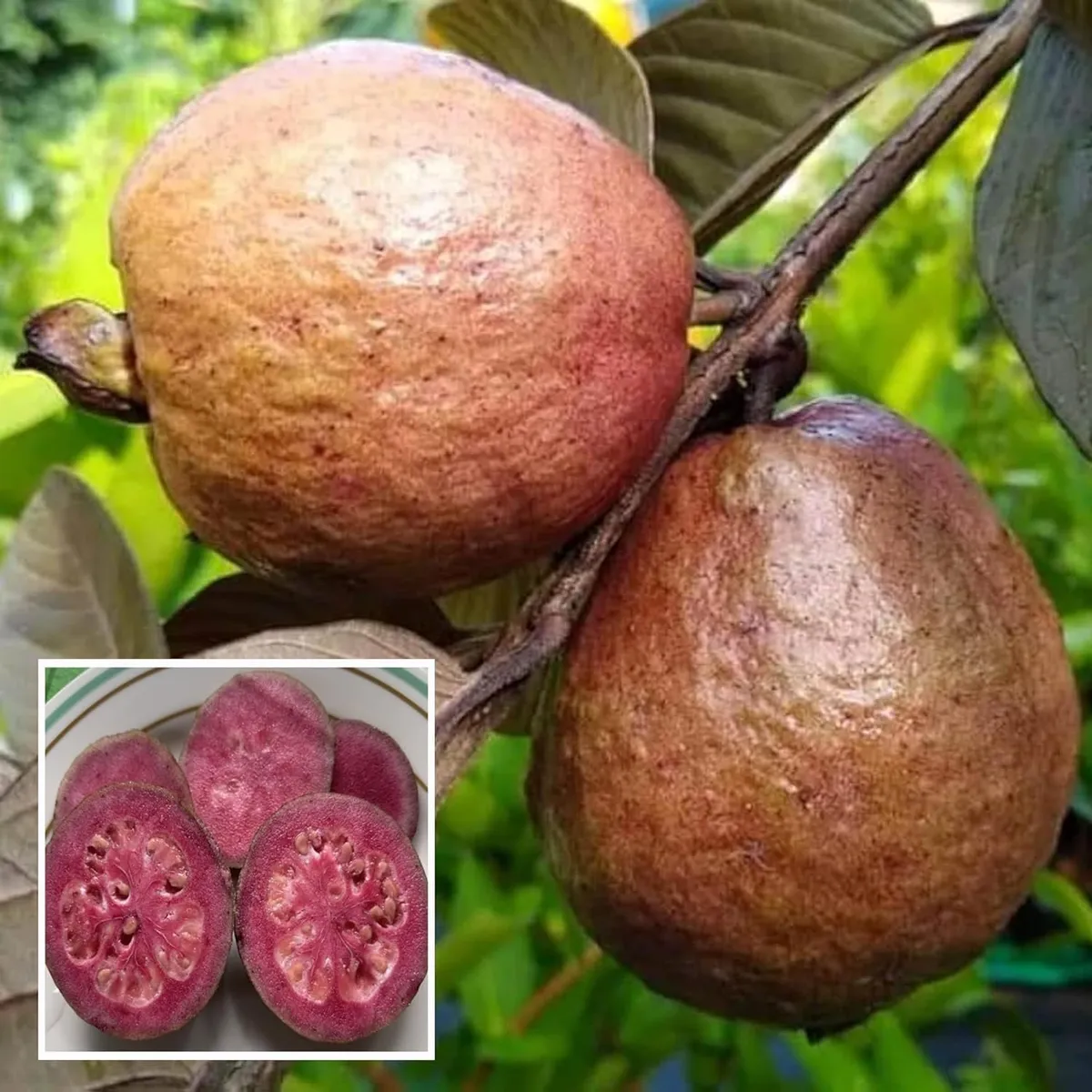 Red Malaysian Guava Amrood Layering/Grafted Fruit Live Plant