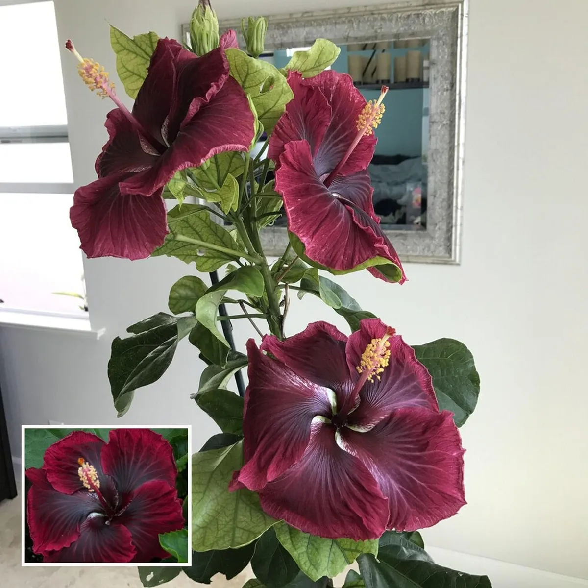 Red Colour Hybrid Hibiscus Joba Gudhal Flower Live Plant