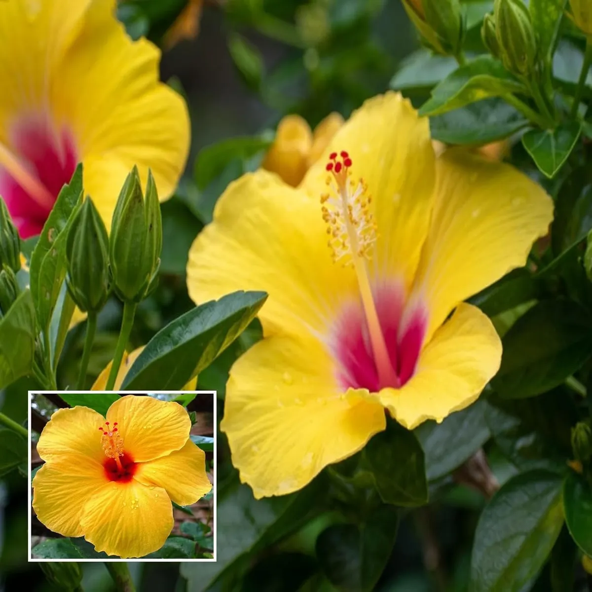 Yellow Colour Hybrid Hibiscus Joba Gudhal Flower Live Plant