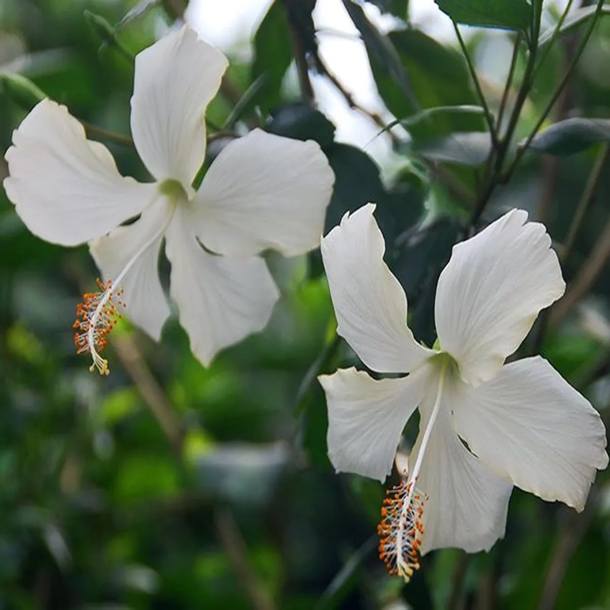 White Colour Hybrid Hibiscus Joba Gudhal Flower Live Plant - Image 5