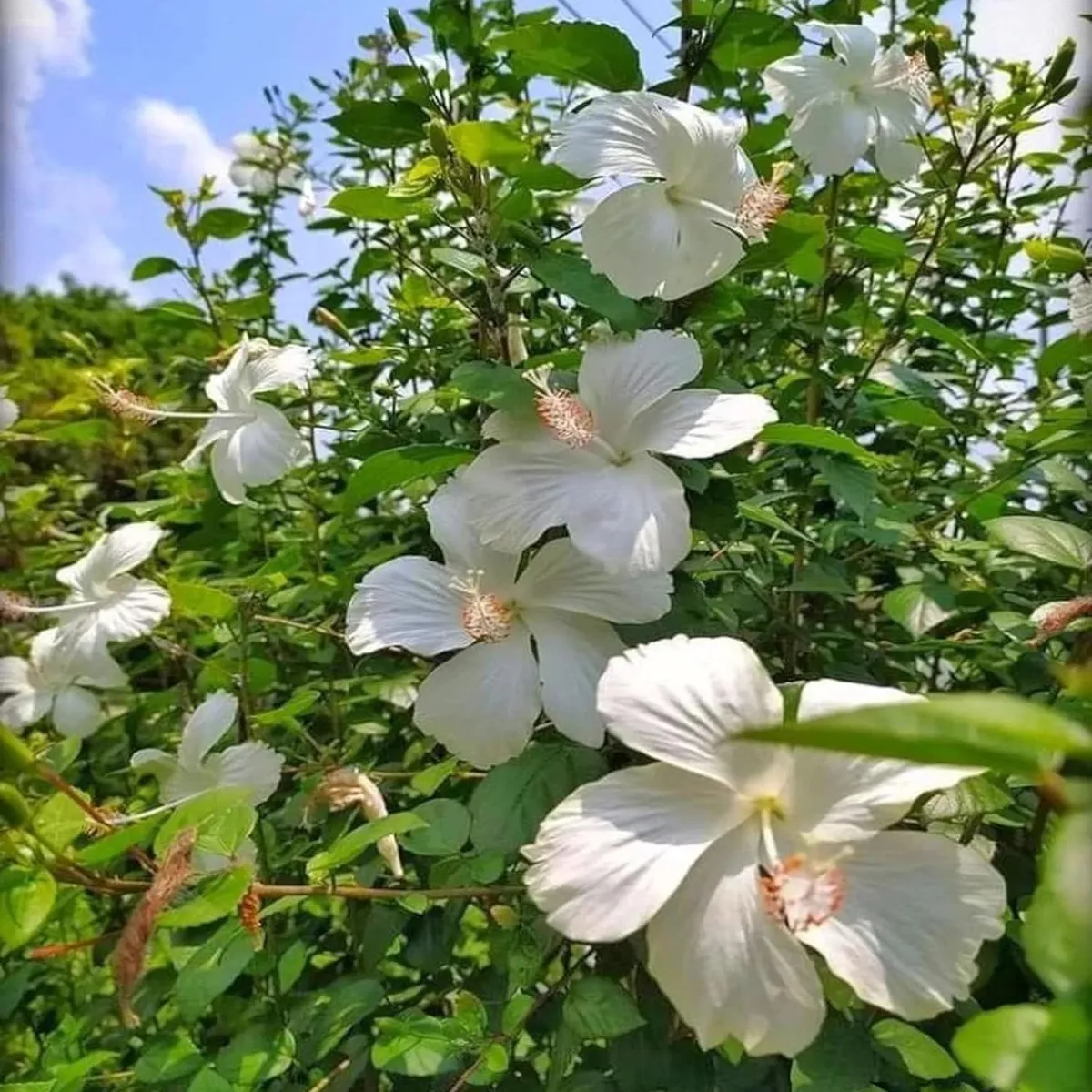 White Colour Hybrid Hibiscus Joba Gudhal Flower Live Plant - Image 4