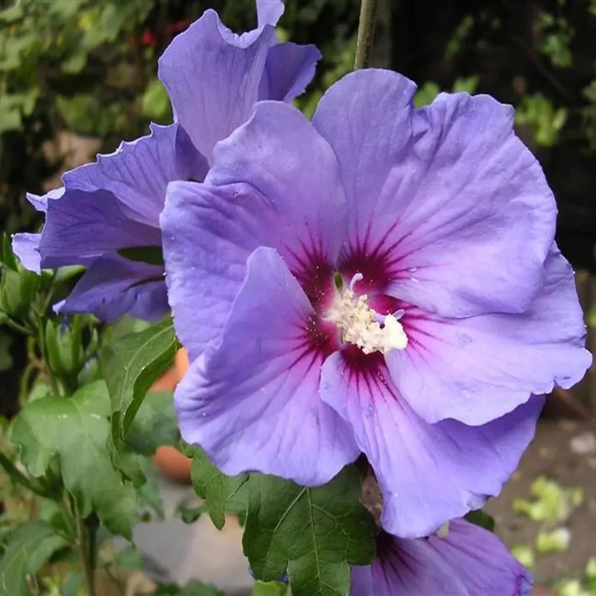 Purple Colour Hybrid Hibiscus Joba Gudhal Flower Live Plant - Image 2