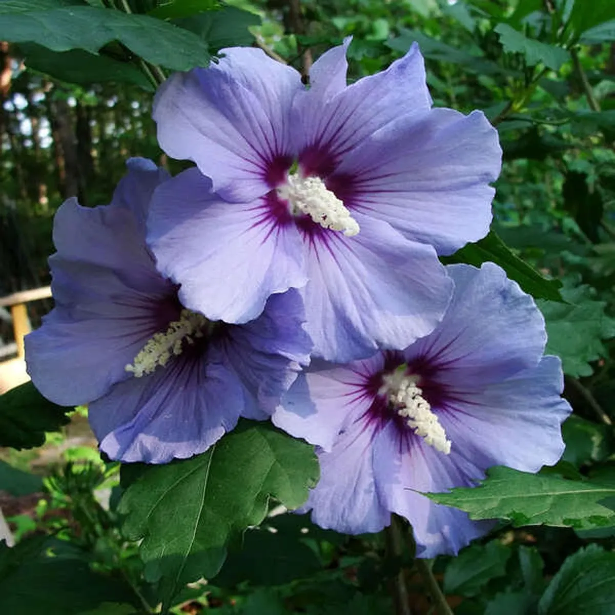 Purple Colour Hybrid Hibiscus Joba Gudhal Flower Live Plant - Image 3
