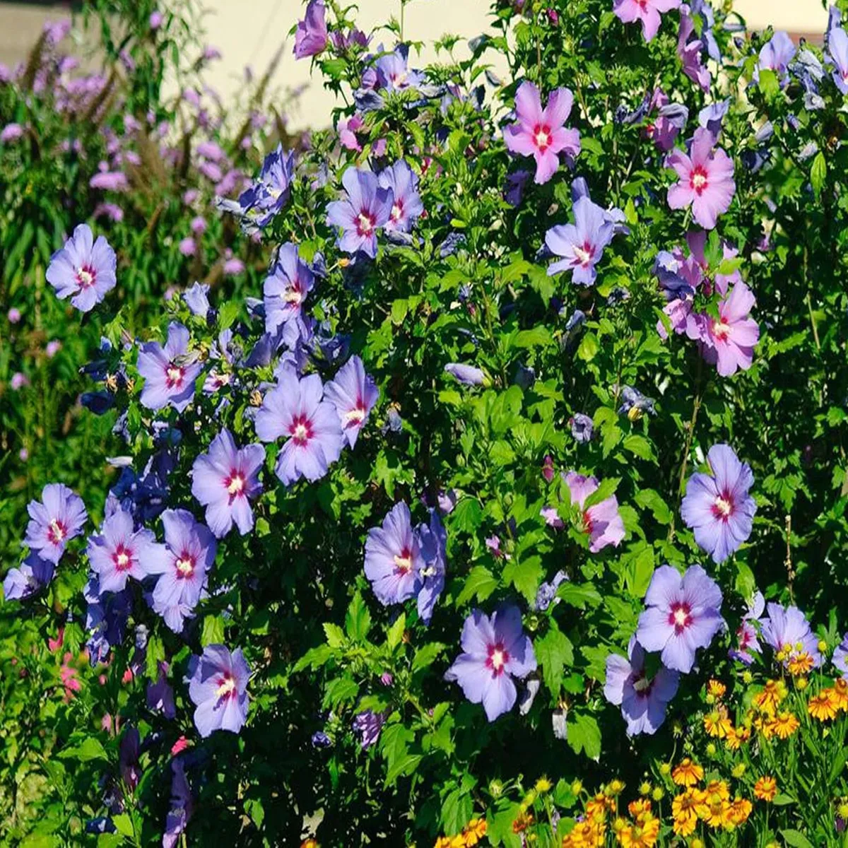 Purple Colour Hybrid Hibiscus Joba Gudhal Flower Live Plant - Image 5