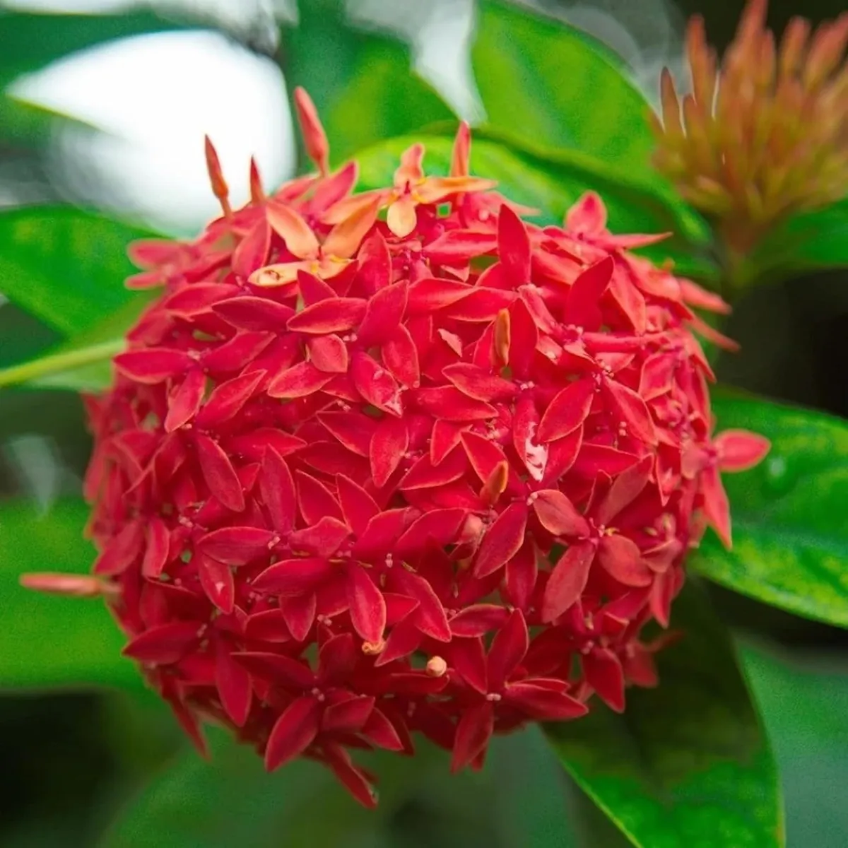Ixora Dwarf (Red) Fresh Organic Flower Plant - Image 3