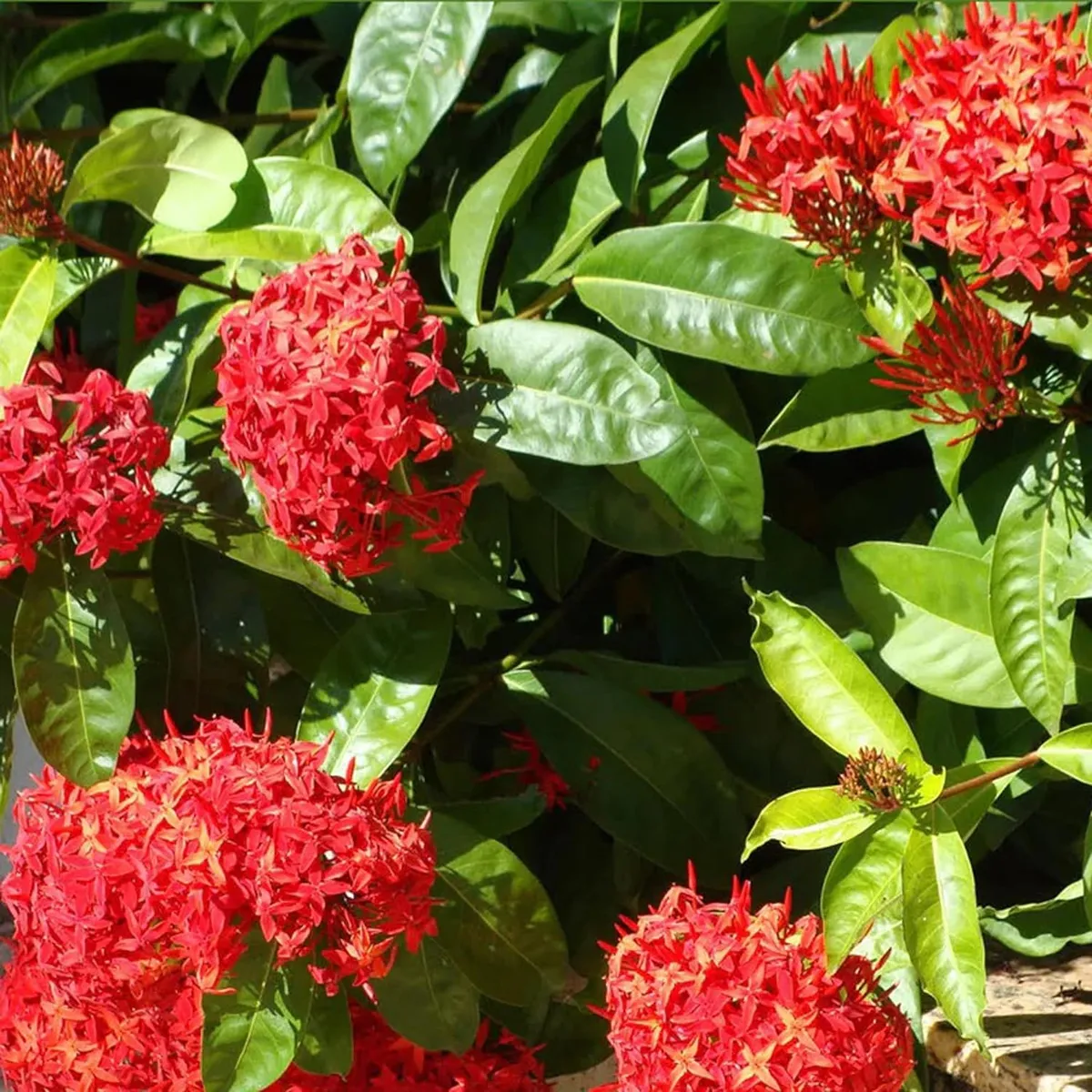 Ixora Dwarf (Red) Fresh Organic Flower Plant - Image 5