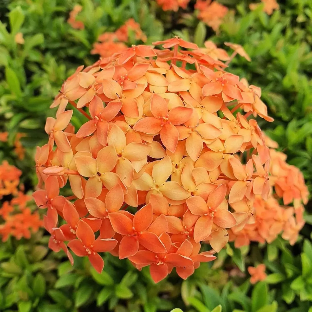 Ixora Dwarf (Orange) Fresh Organic Flower Plant - Image 4