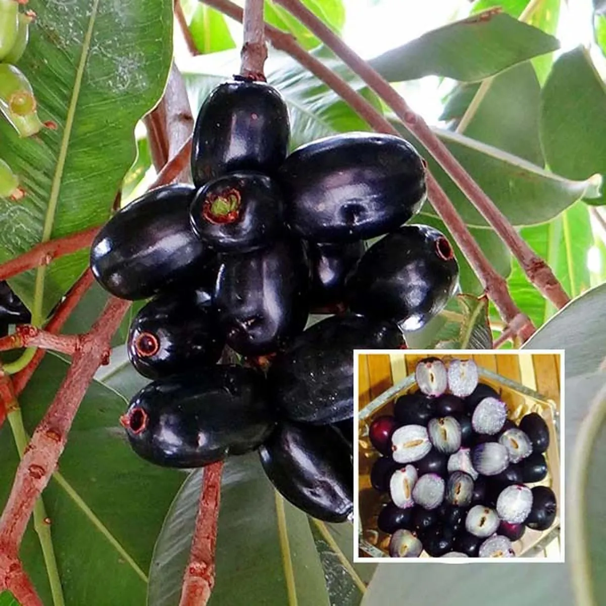 Seedless Black Jamun Jambolan Jam Grafted Fruit Live Plant