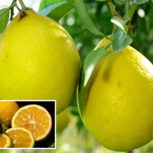 Nimbu Big Size Ball Pati Lemon Nimbu Layering/Grafted Fruit Live Plant