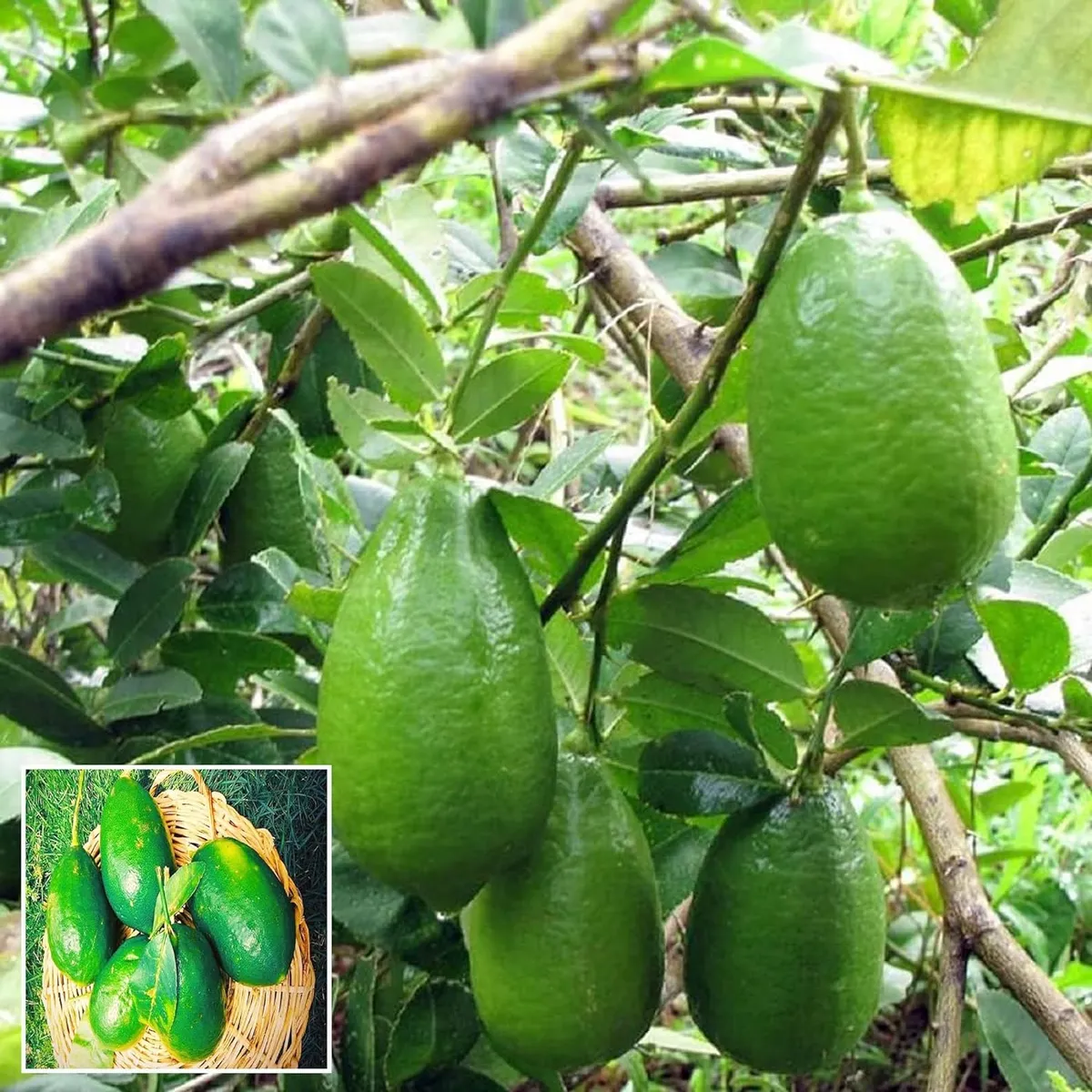 Gandharaj Aroma King Lemon Layering Grafted Fruit Live Plant (1-2 Feet Height)