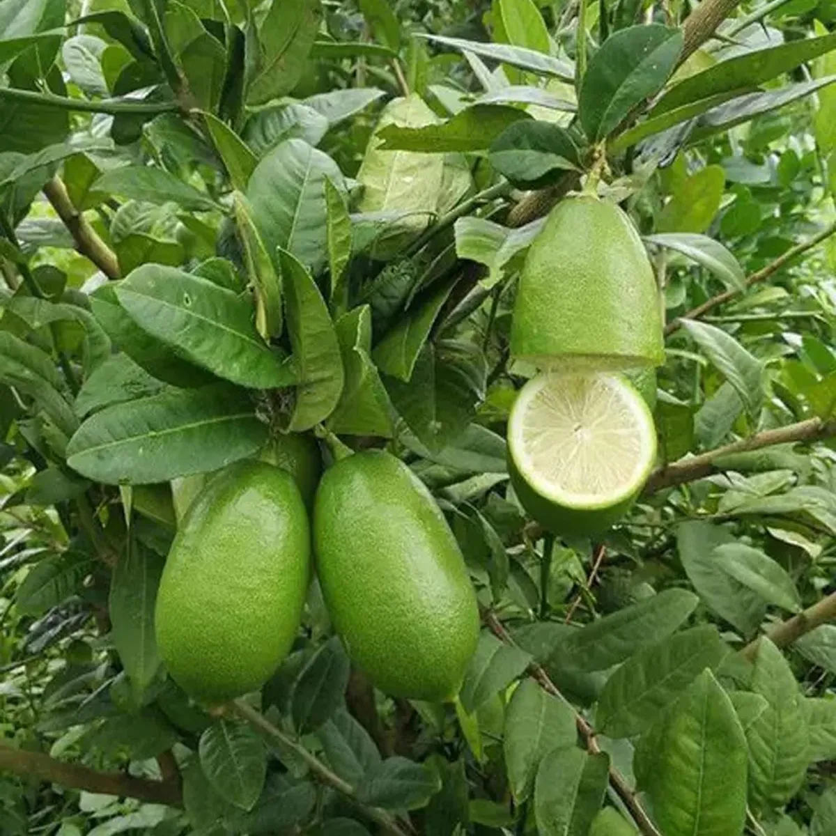Gandhoraj Lemon Organic Fruit Plant - Image 3