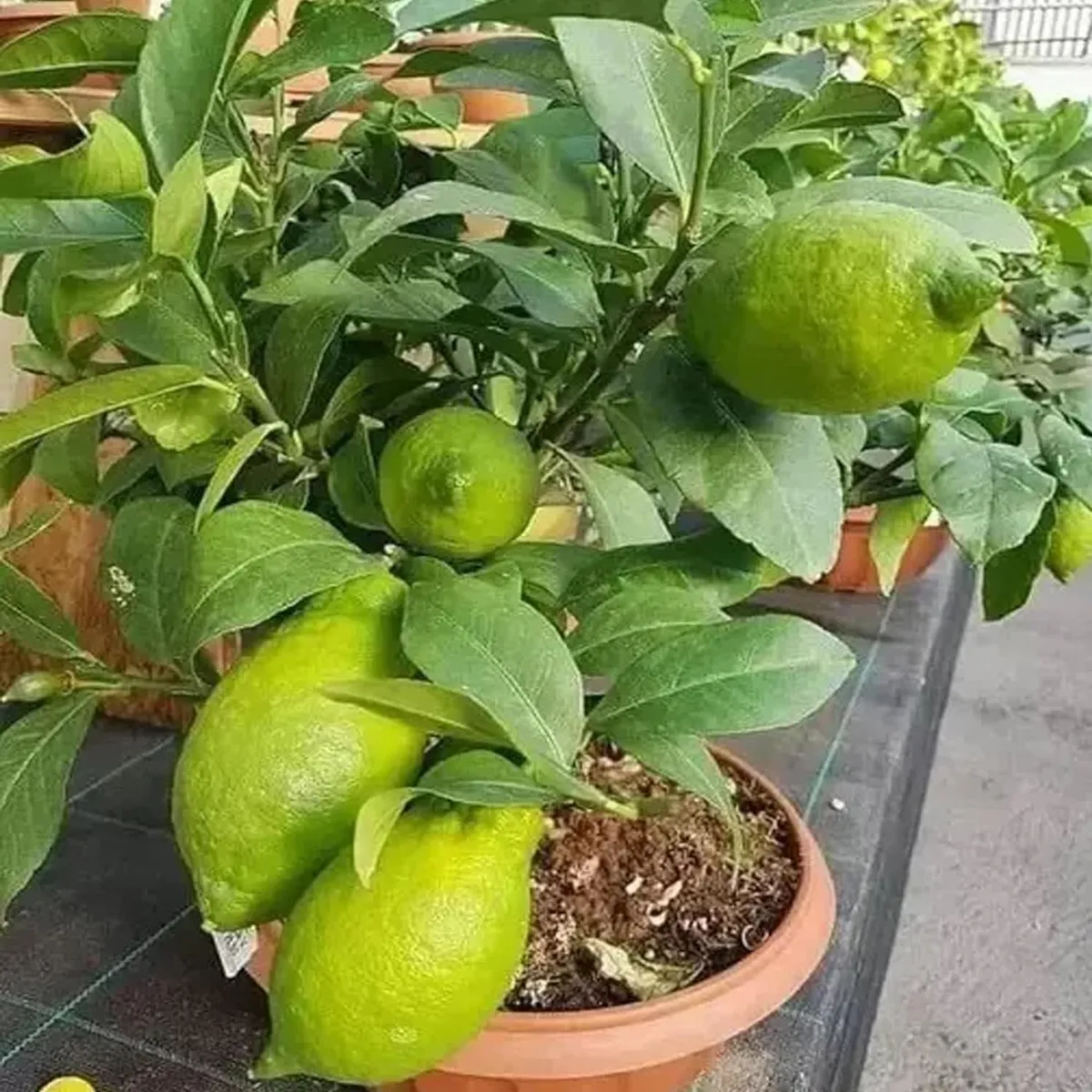 Gandharaj Aroma King Lemon Layering Grafted Fruit Live Plant (1-2 Feet Height) - Image 4