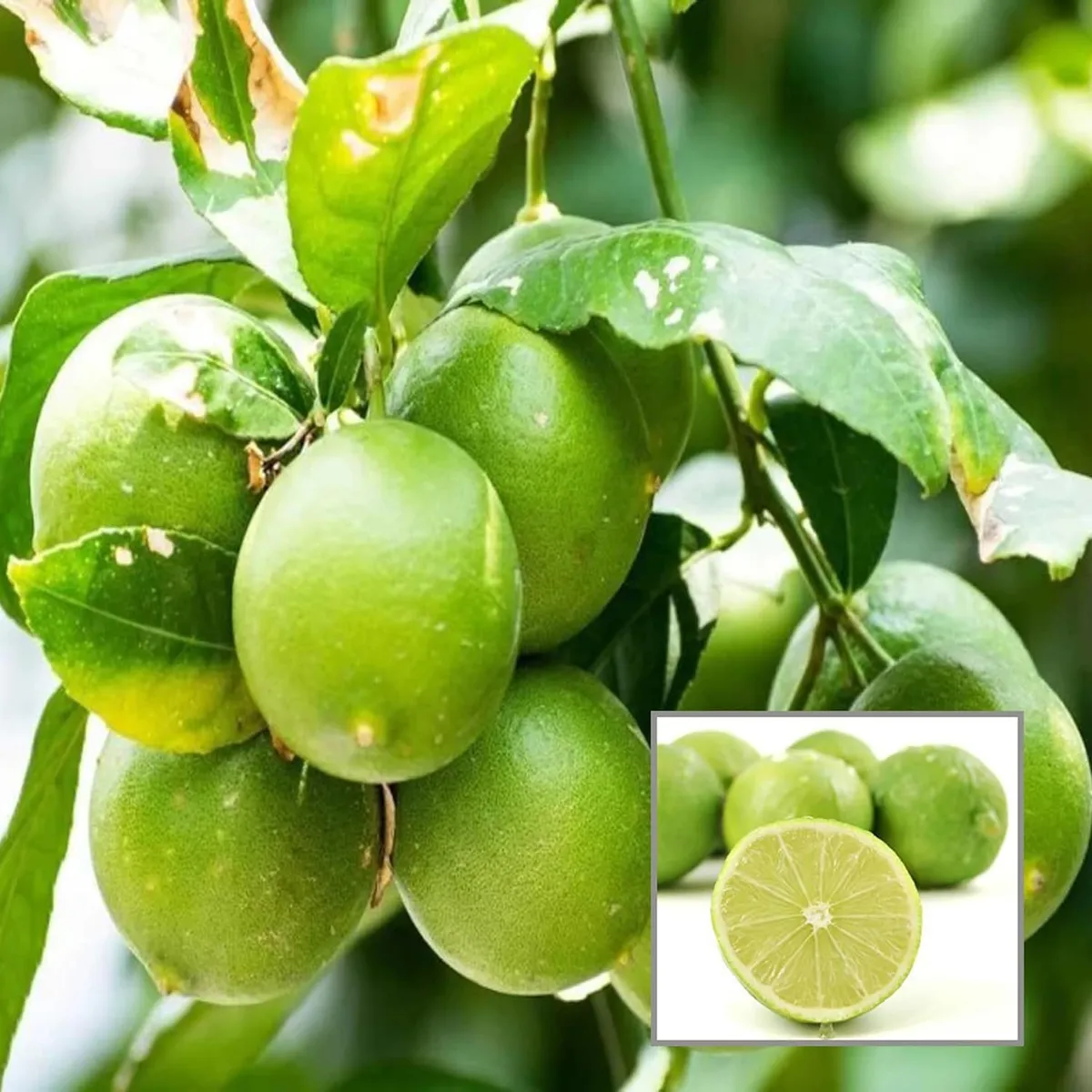 Nimbu Layering Grafted Fruit Live Plant