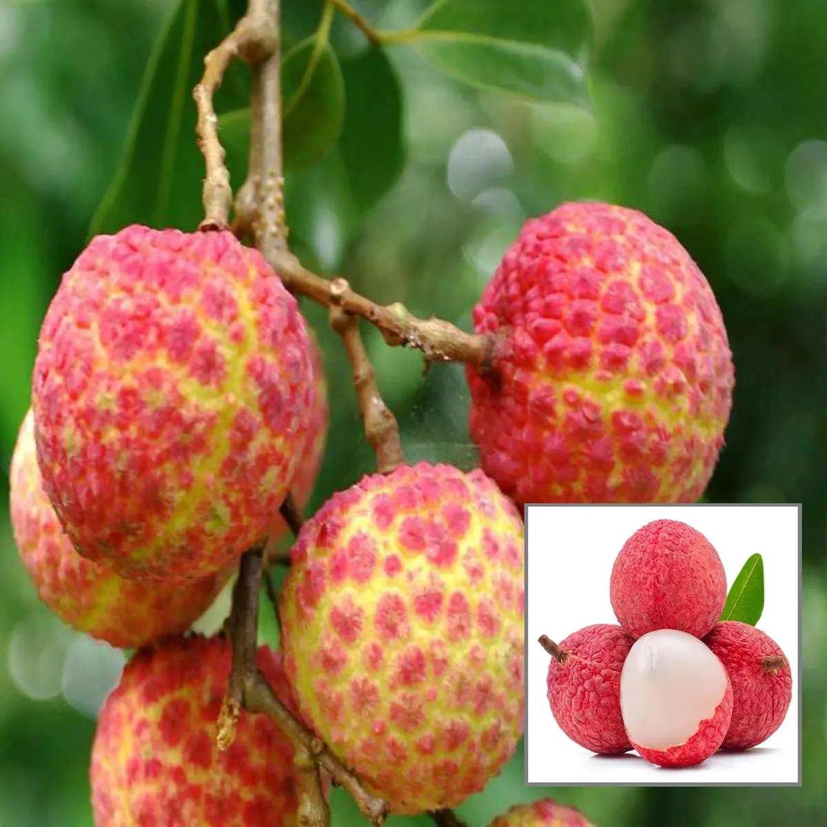 Chinensis Litchi Layering/Grafted Fruit Live Plant (1.5-2 Feet Height)