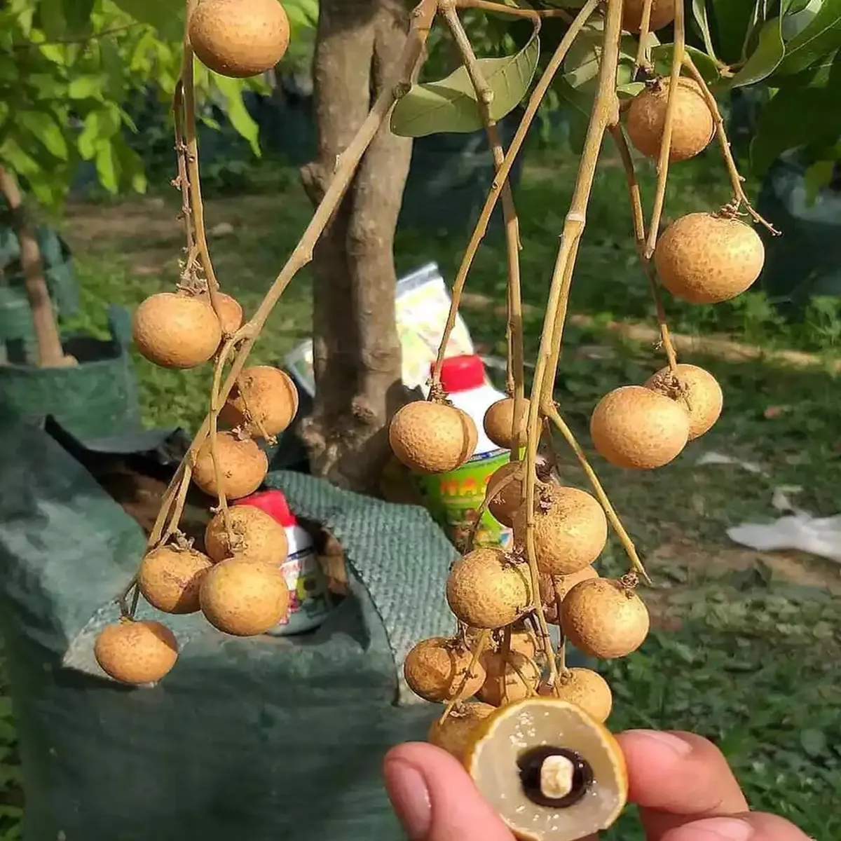 Diamond River Dragon Eye Longan Grafted Fruit Live Plant (1-2 Feet Height) - Image 4