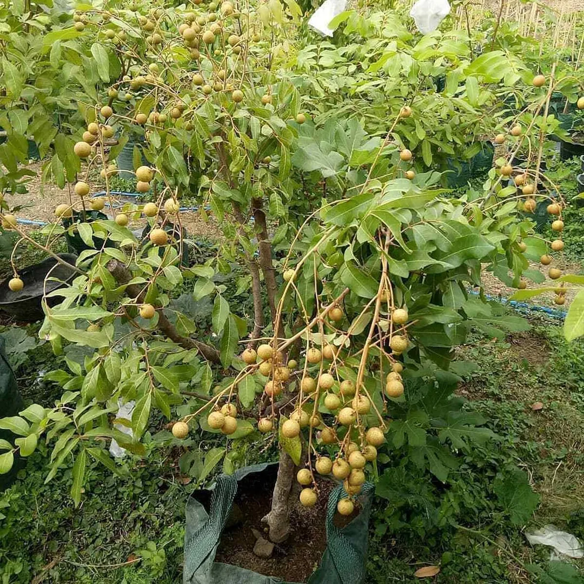 Diamond River Dragon Eye Longan Grafted Fruit Live Plant (1-2 Feet Height) - Image 5