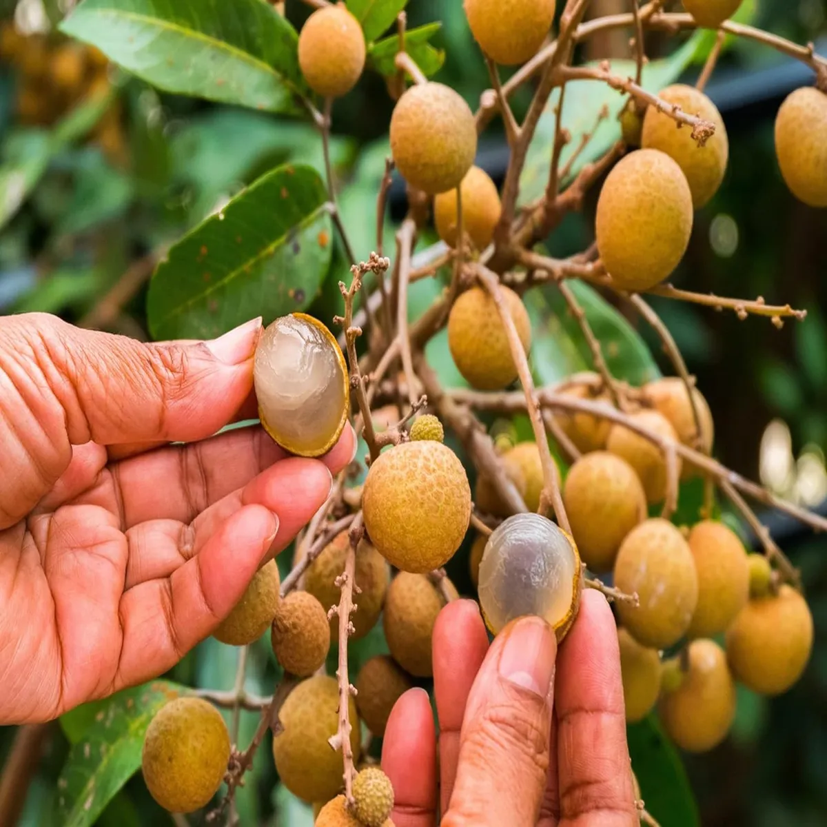 Khaki Dragon Eye Longan Grafted Fruit Live Plant (1-2 Feet Height) - Image 3