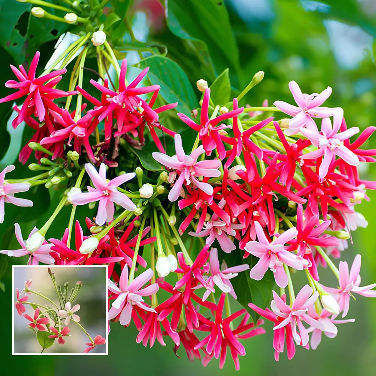 Rangoon Creeper Madhavi Lata Madhumalti Flower Climbers Flower Live Plant