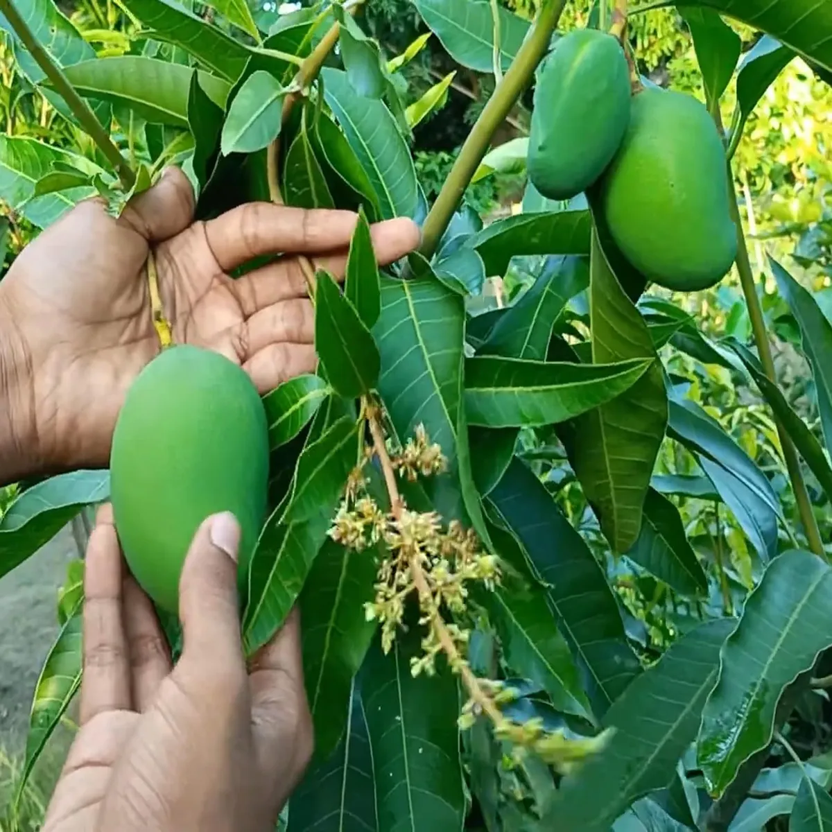 Bangladesh Bari 11 All Time Mango Aam Grafted Fruit Live Plant - Image 3