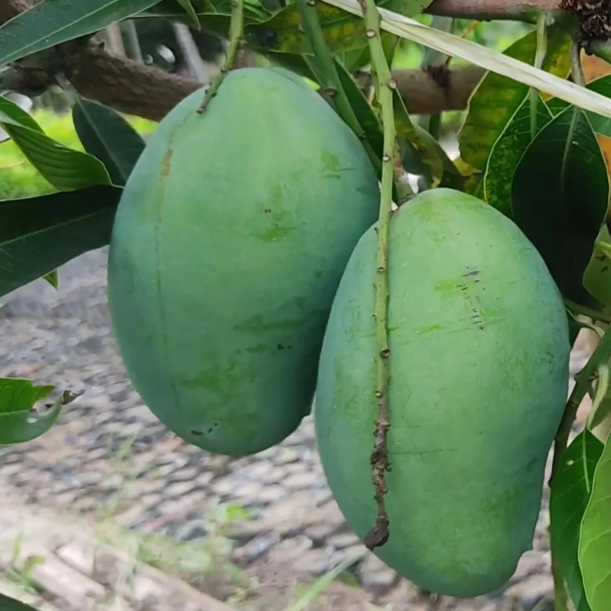 Bangladesh Bari 11 All Time Mango Aam Grafted Fruit Live Plant - Image 4