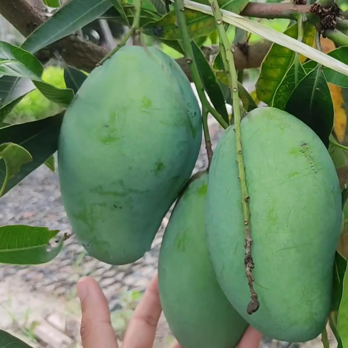 Bangladesh Bari 11 All Time Mango Aam Grafted Fruit Live Plant - Image 5