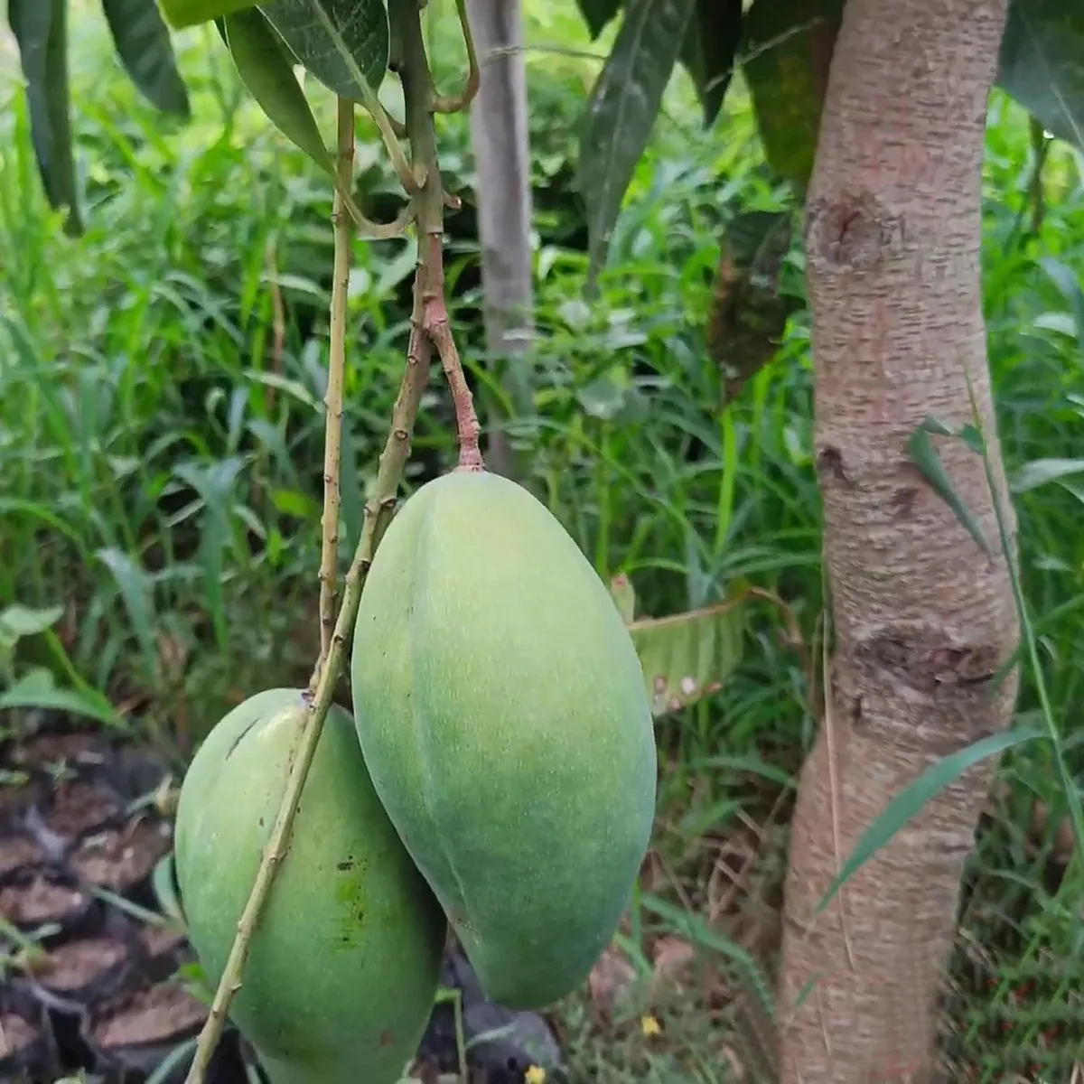 Bangladesh Bari 11 All Time Mango Aam Grafted Fruit Live Plant - Image 2