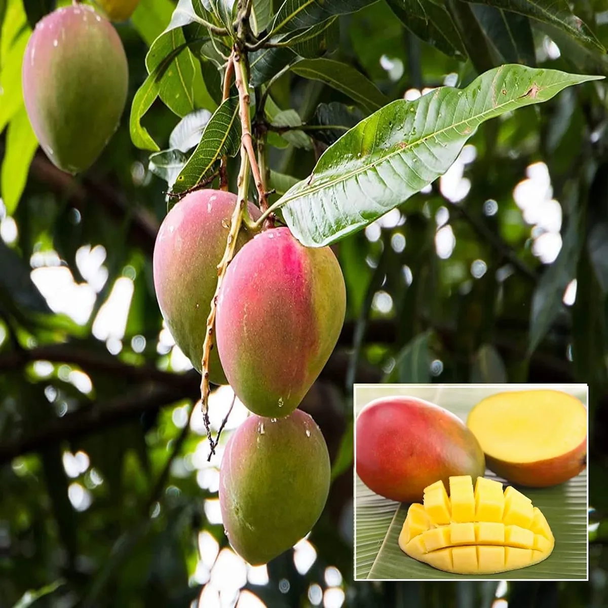 Sindhu Seedless Mango Aam Grafted Fruit Live Plant