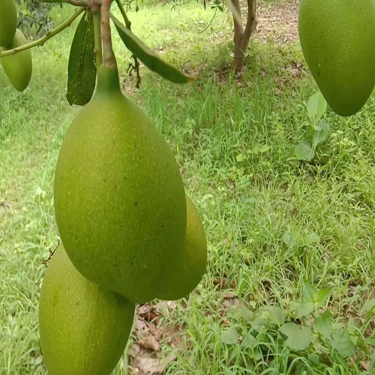 Suvarnarekha Mango Organic Fruit Plant - Image 3