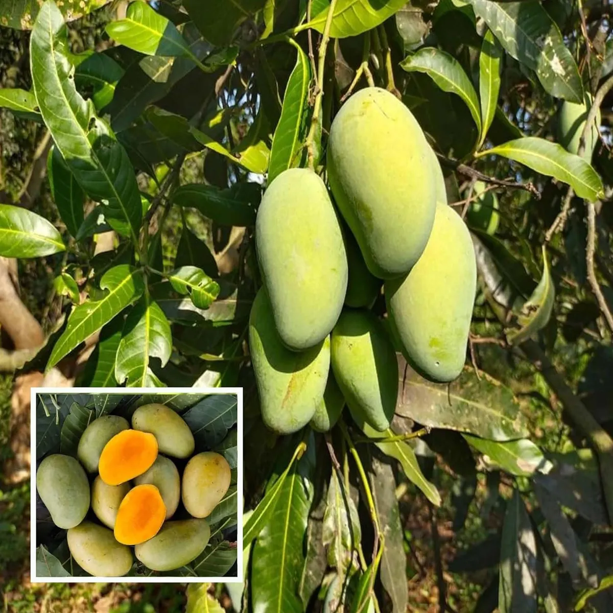 Amrapali Mango Aam Grafted Fruit Live Plant
