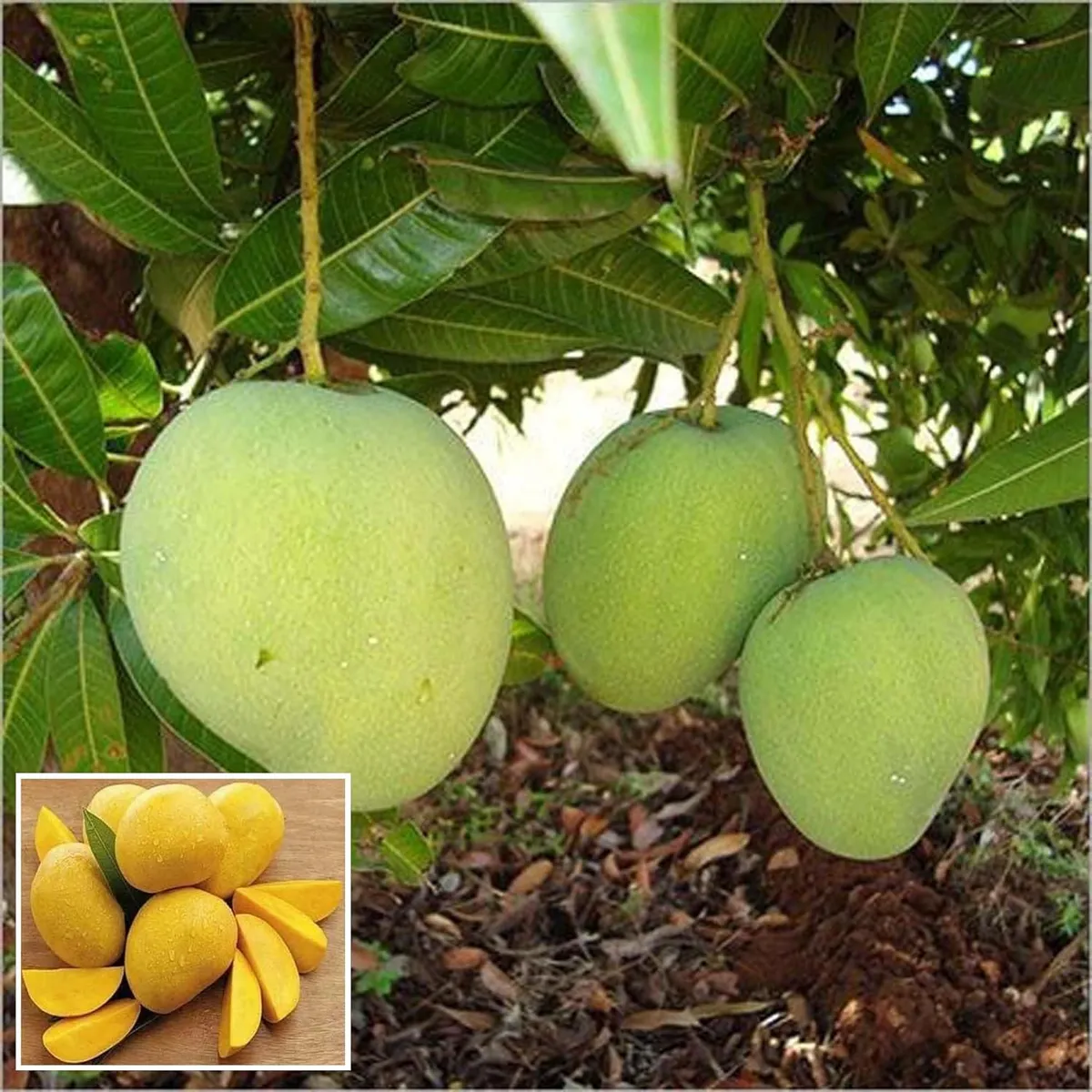 Kishan Bhog Mango Plant GraftedÂ Live PlantÂ 