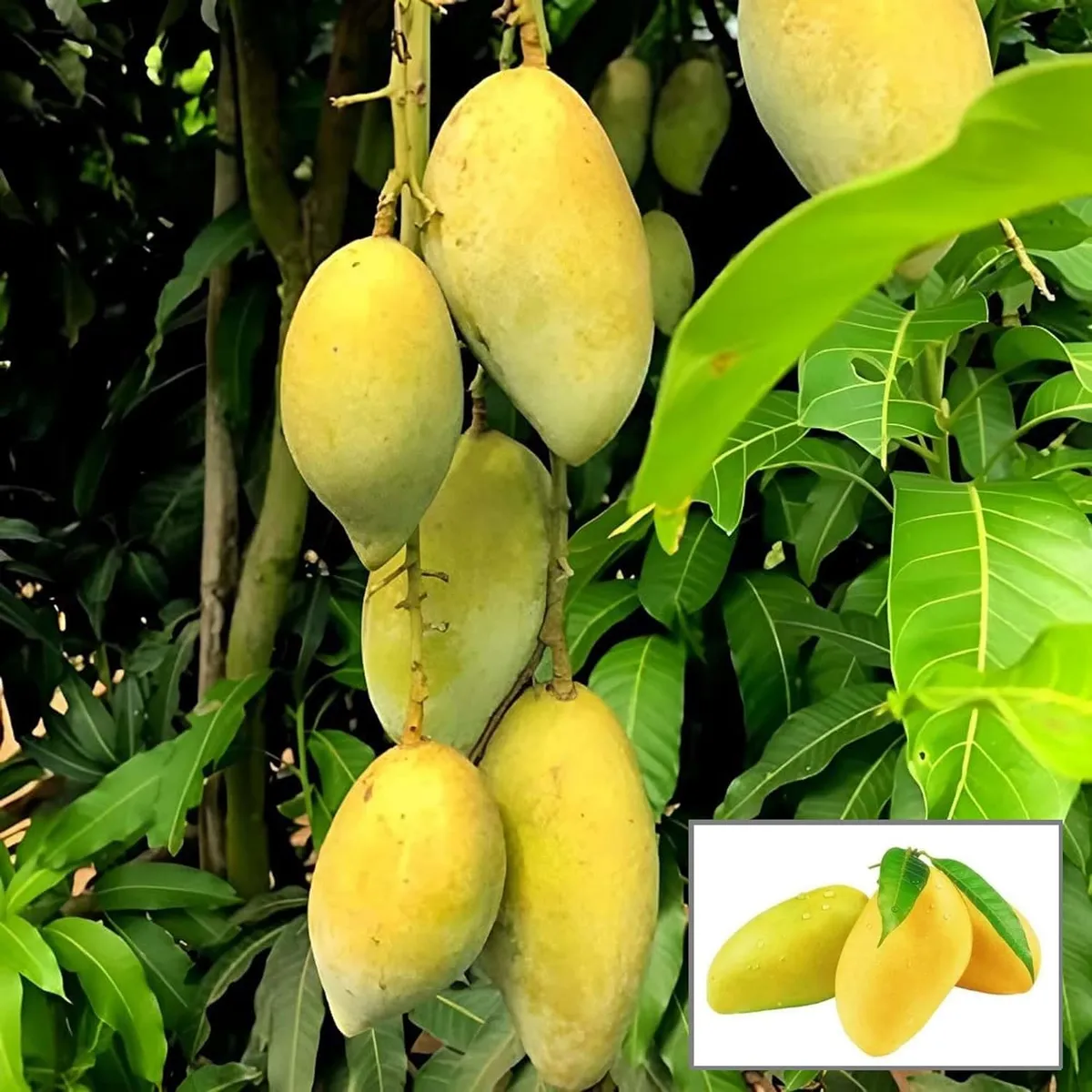 Honey Sweet Chaunsa Mango Aam Grafted Fruit Live Plant