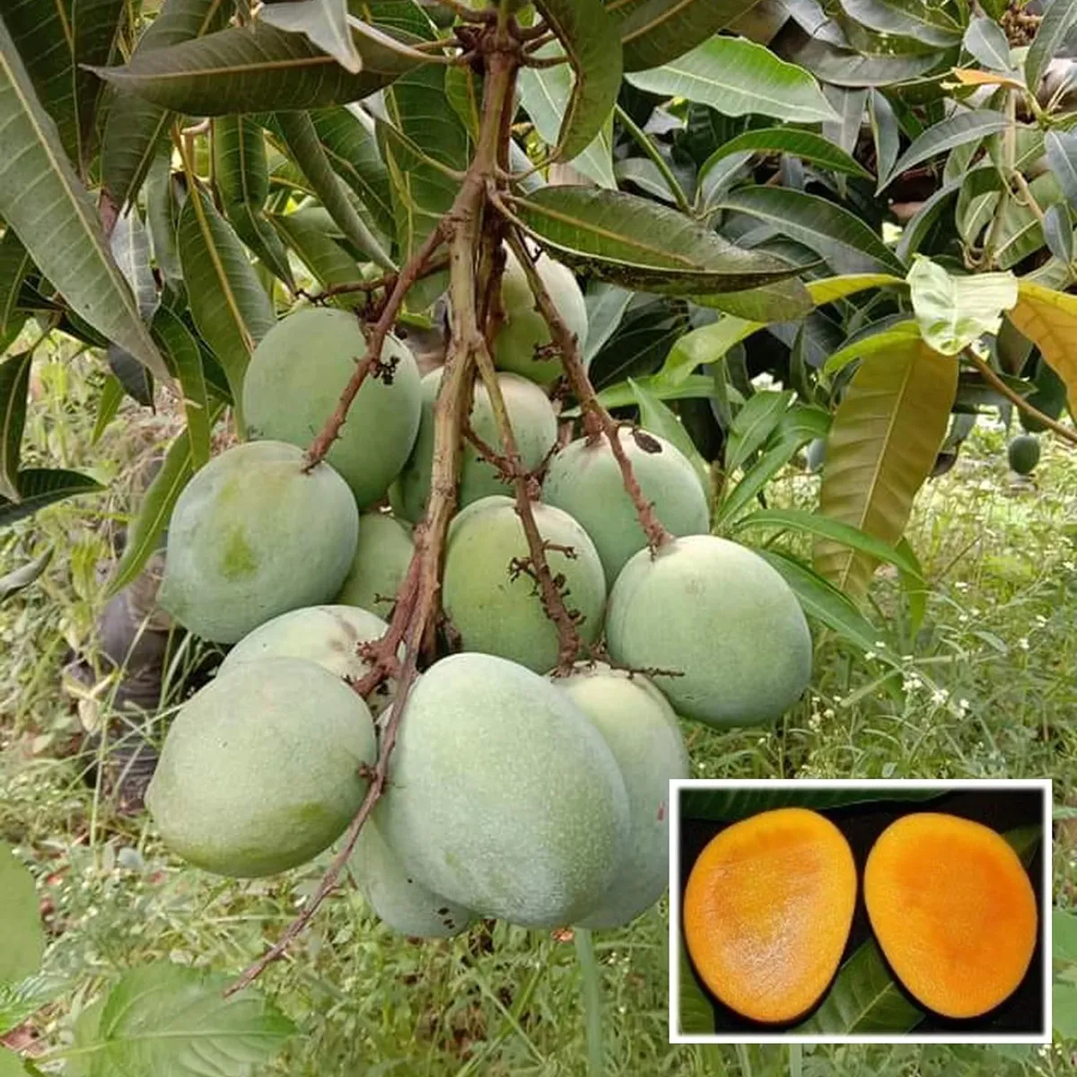 Malgova Mulgoba Mango Aam Grafted Fruit Live Plant