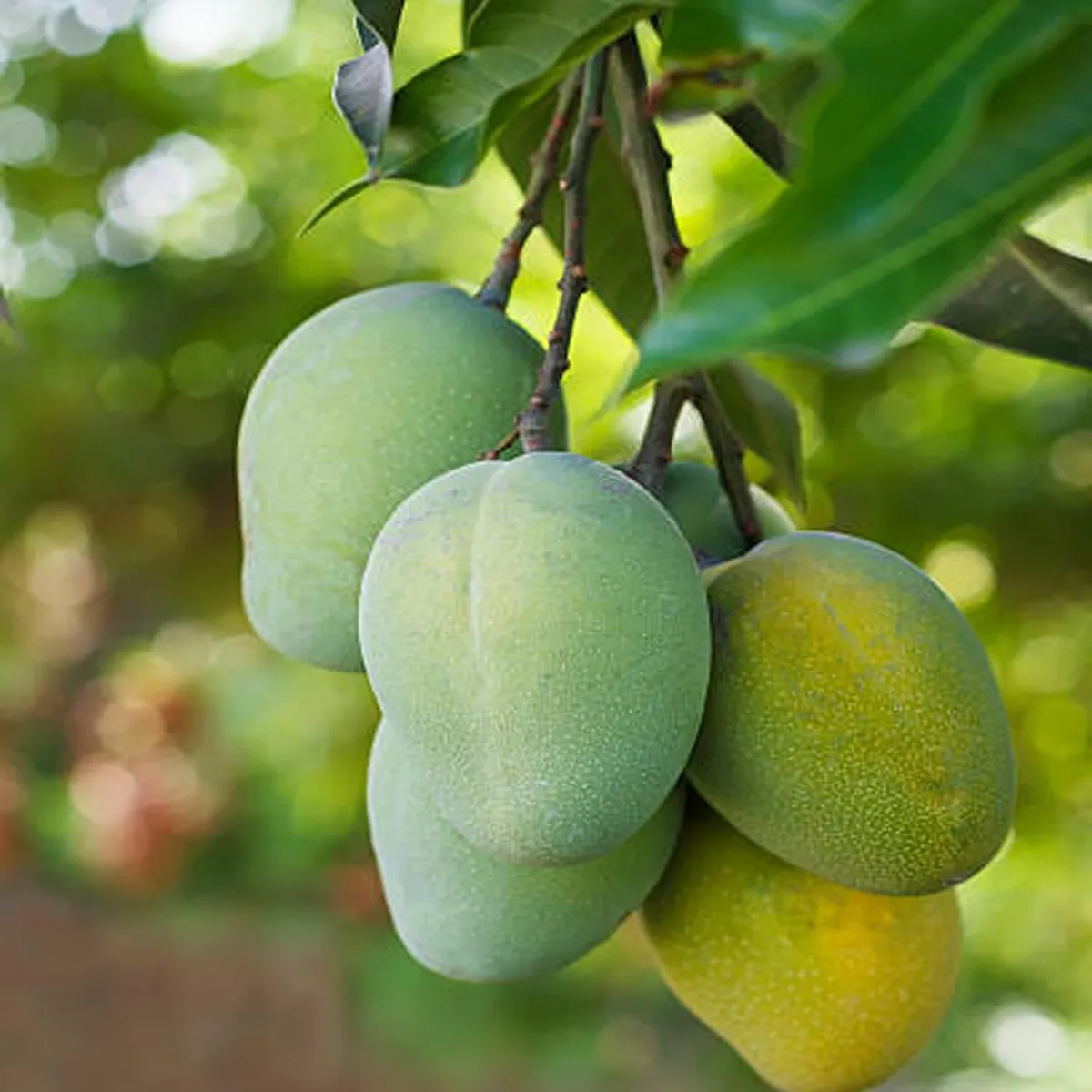 Malgova Mulgoba Mango Aam Grafted Fruit Live Plant - Image 2
