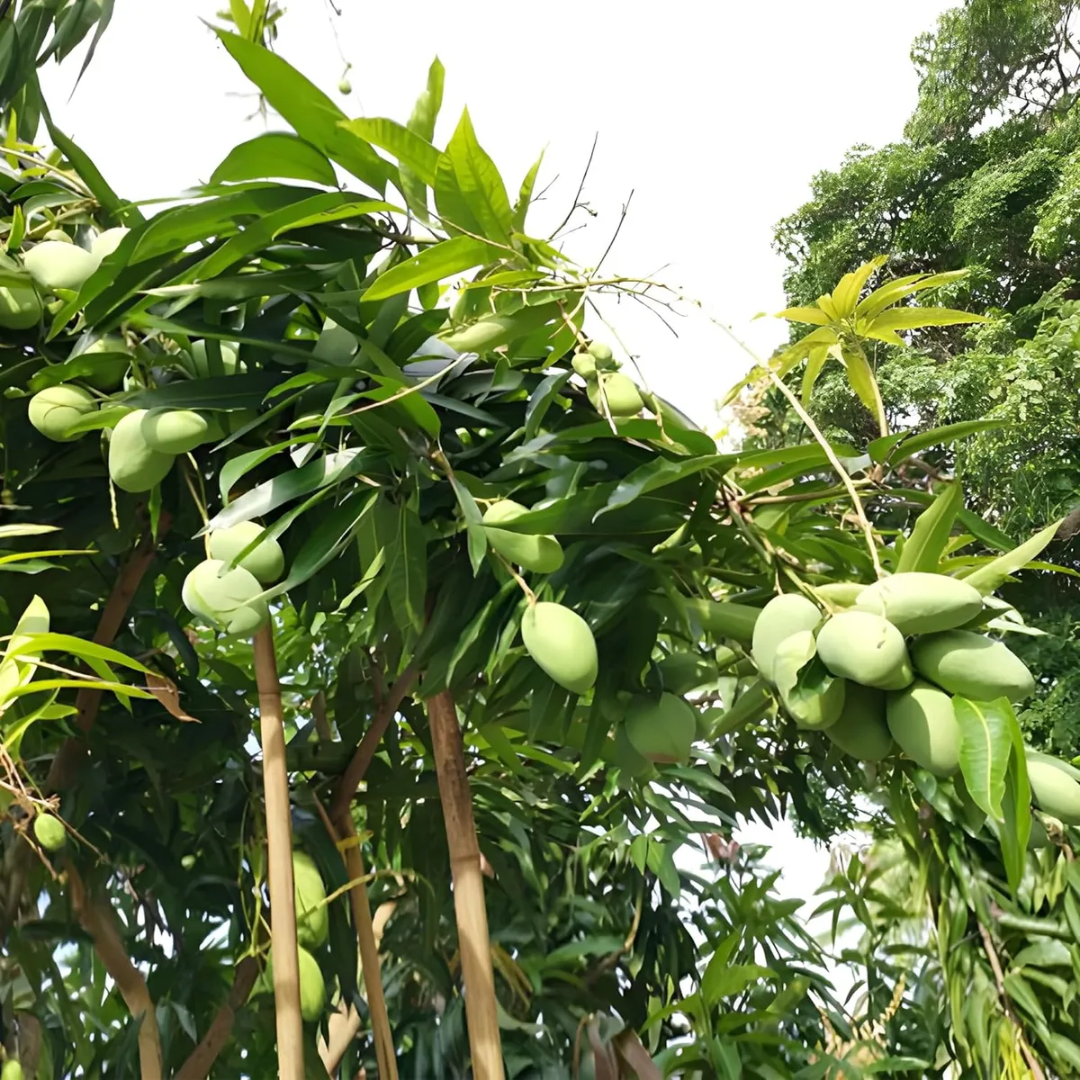 Malgova Mulgoba Mango Aam Grafted Fruit Live Plant - Image 4