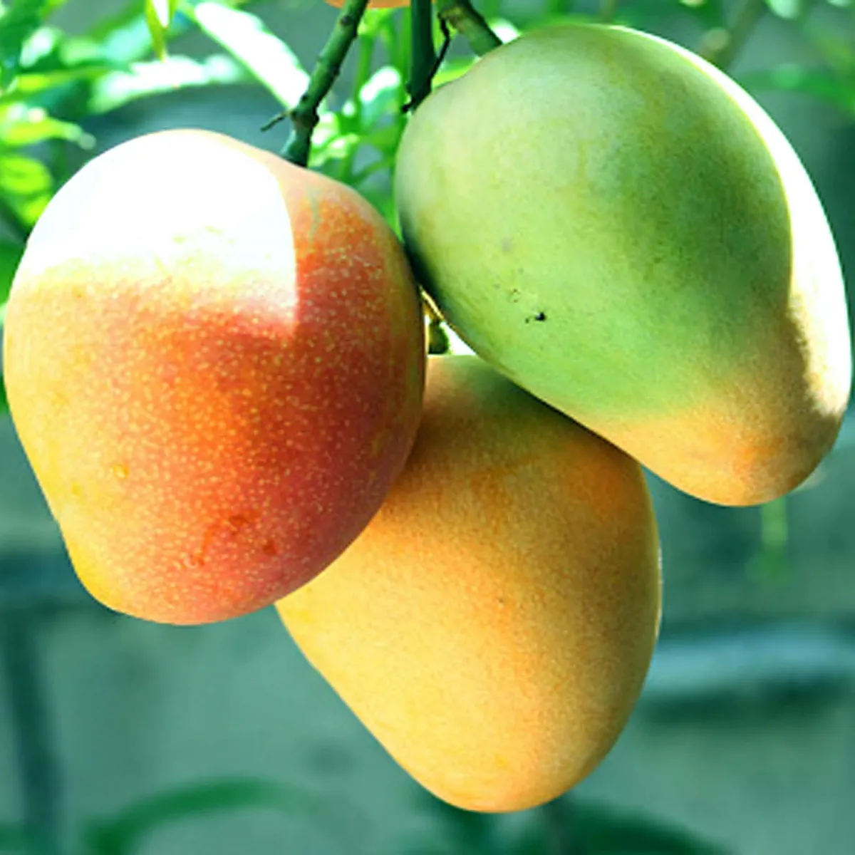 Badami Mango Grafted Organic Fruit Plant - Image 3