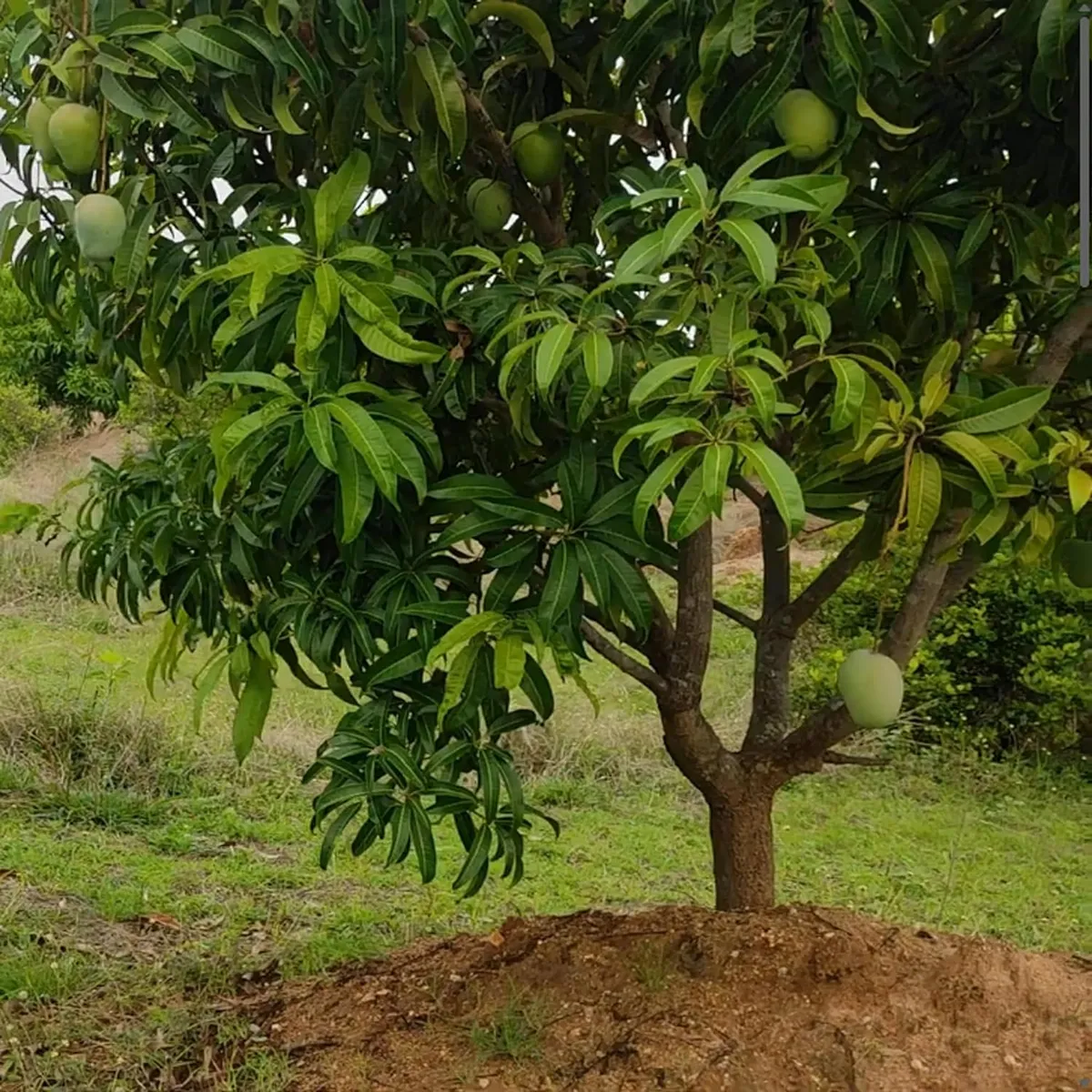 Badami Mango Grafted Organic Fruit Plant - Image 4
