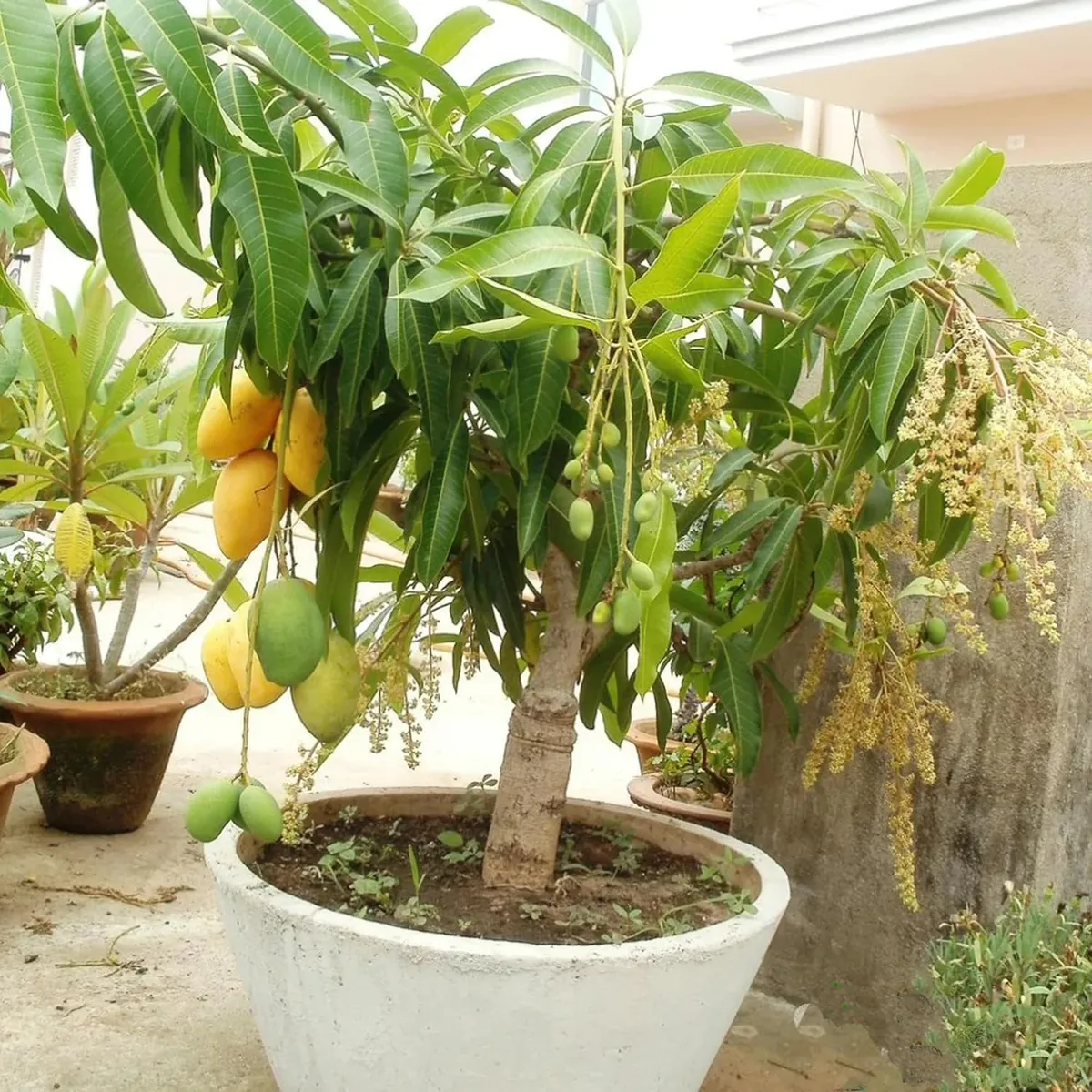 Vastra All Time Mango Aam Grafted Fruit Live Plant - Image 3