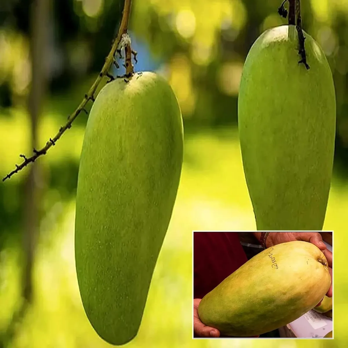Nurjahan Noor Jahan Mango Aam Grafted Fruit Live Plant