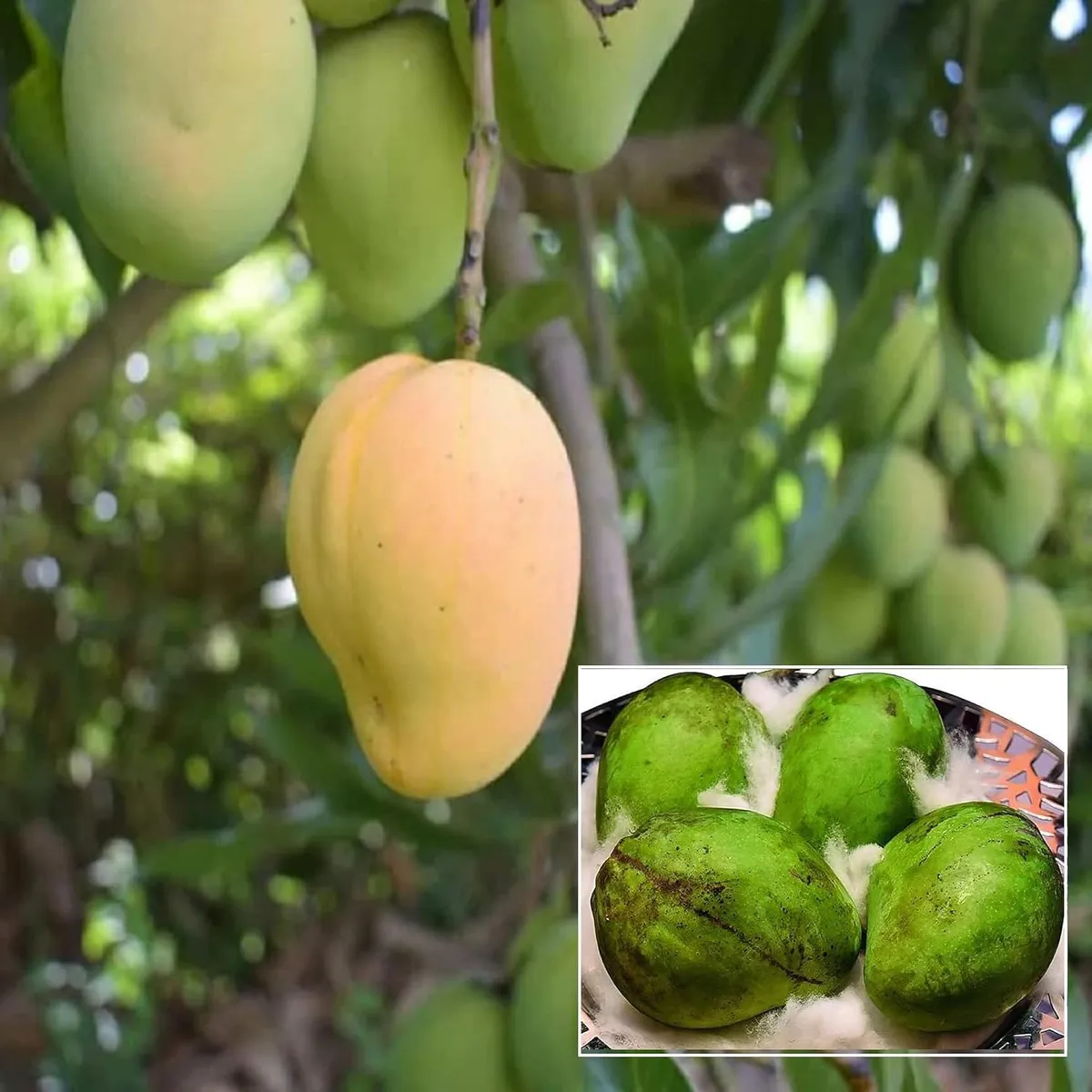 Kohitur Mango Aam Grafted Fruit Live Plant