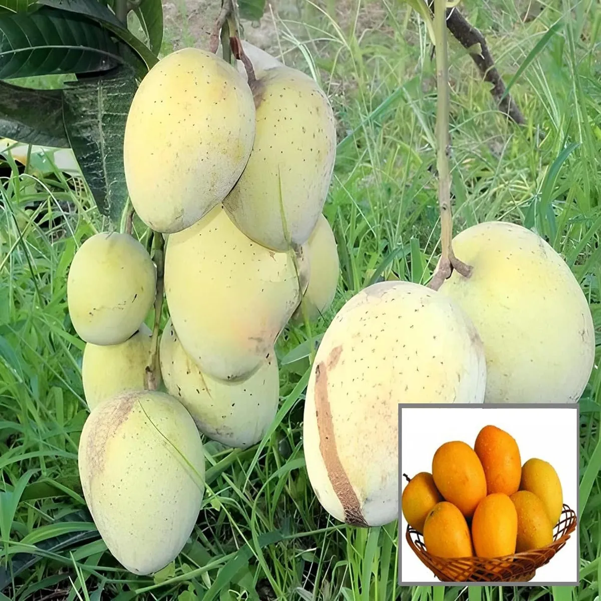 Gourmoti Mango Aam Grafted Fruit Live Plant