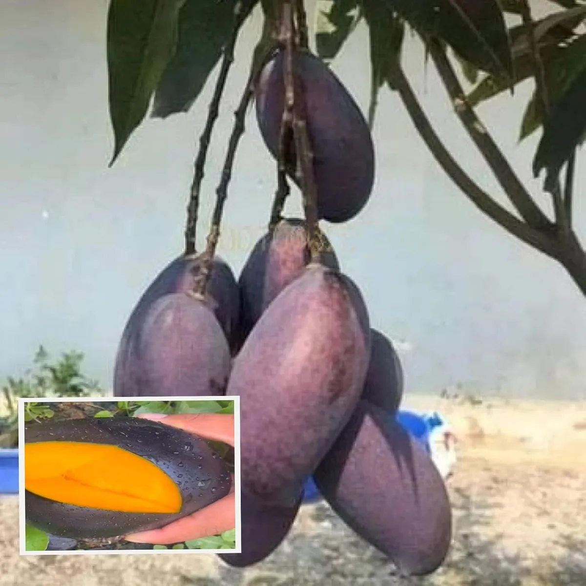 Kasturi Black Mango Grafted