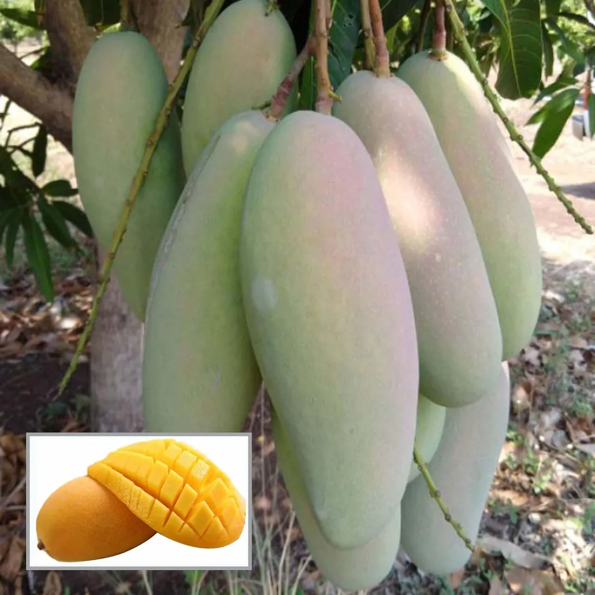 3 Taste Three Taste Mango Aam Grafted Fruit Live Plant