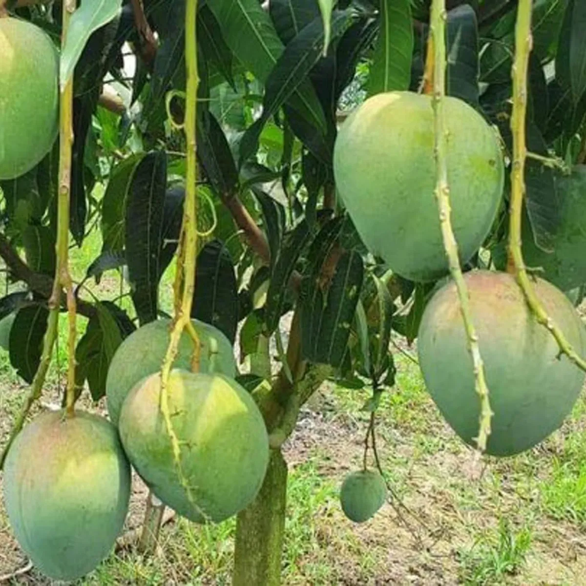 Bangladesh Bari 4 Mango Aam Grafted Fruit Live Plant - Image 4