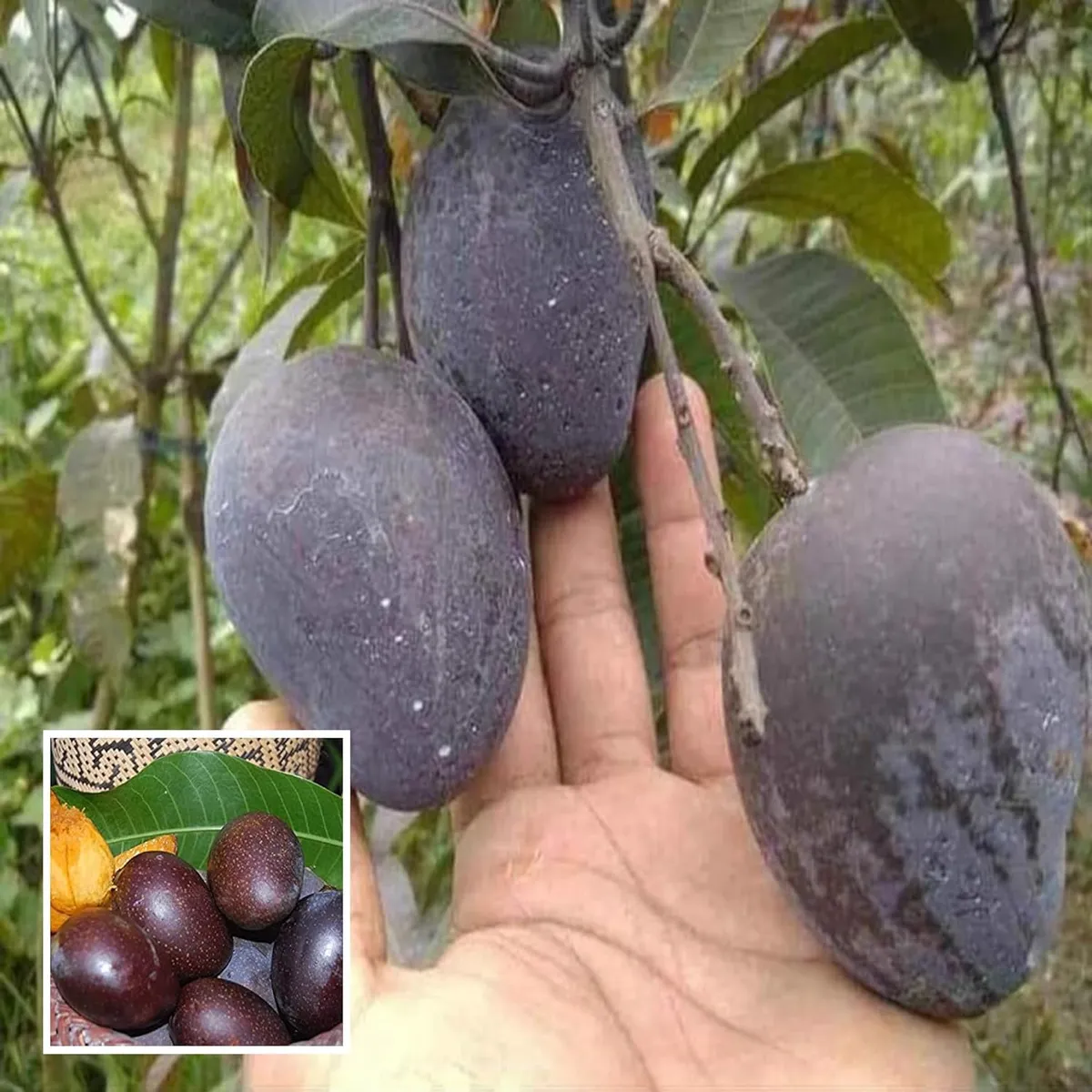 Black Stone Mango Grafted Live Organic Fruit Plant