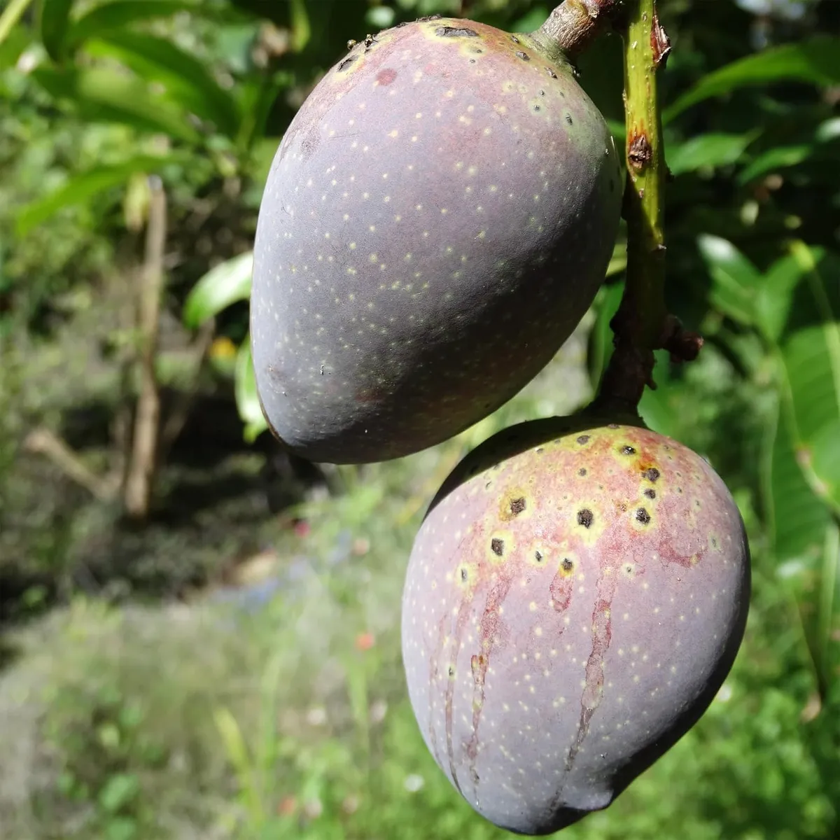 Black Stone Mango Grafted Live Organic Fruit Plant - Image 2