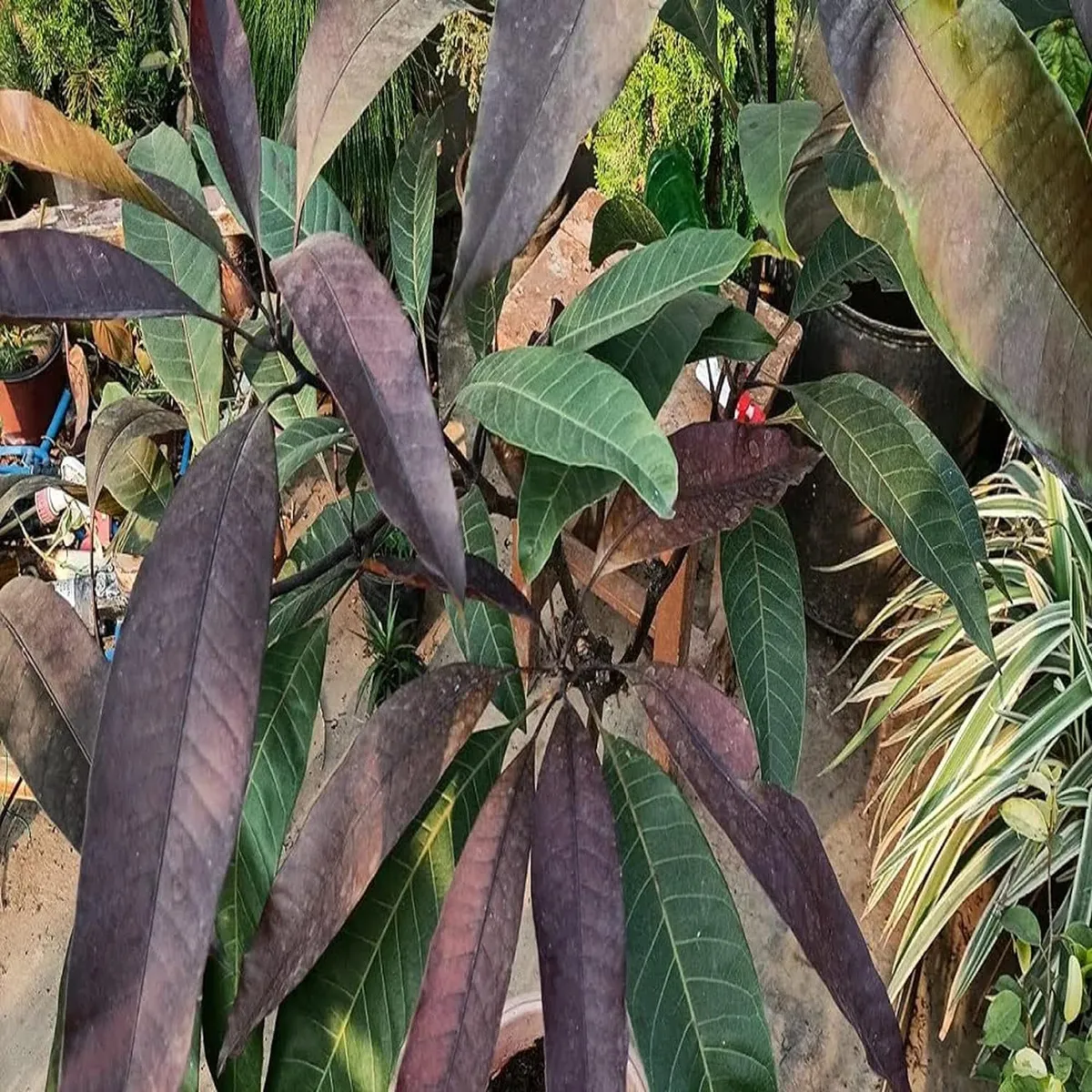 Black Stone Mango Grafted Live Organic Fruit Plant - Image 3