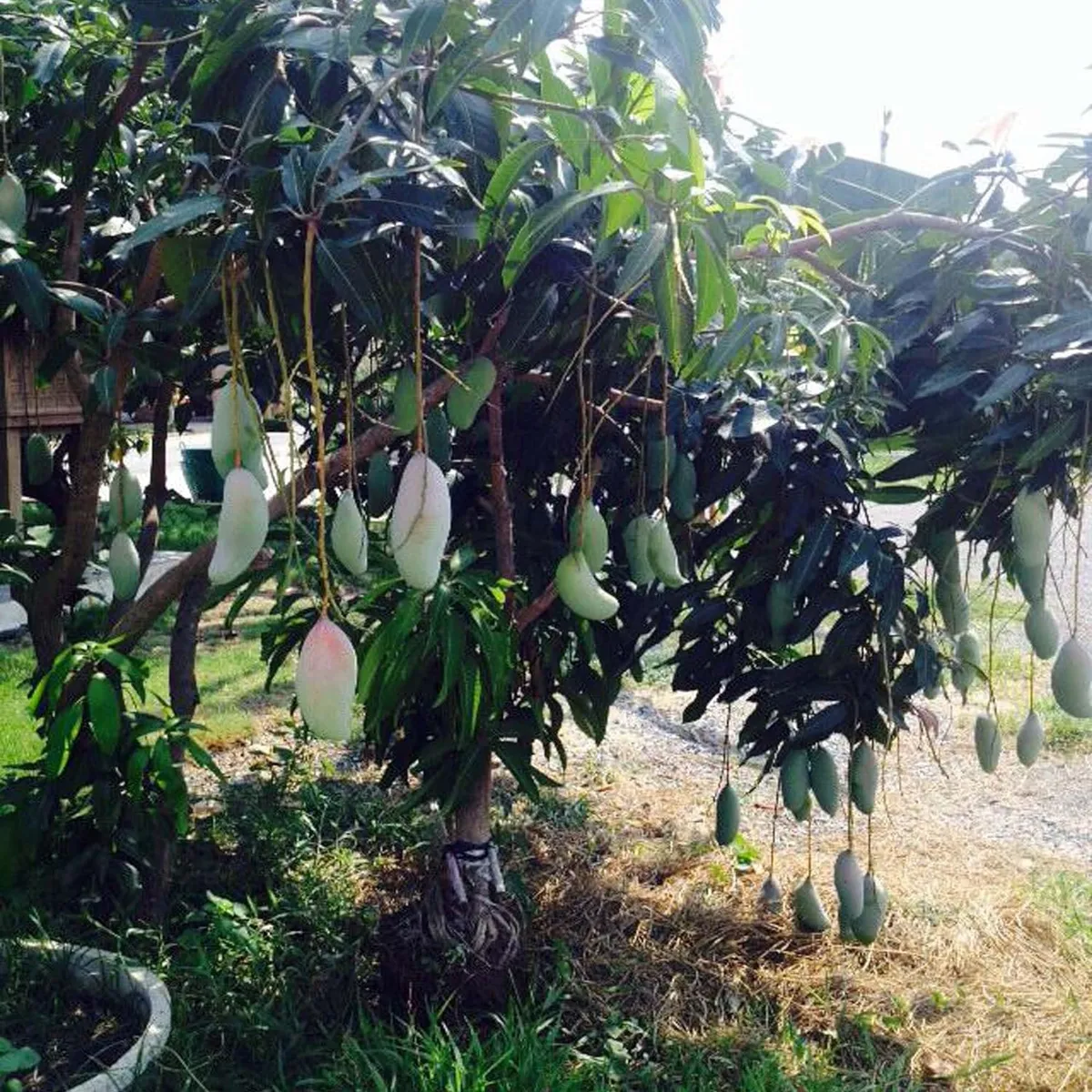 Thai Kujai Qjai Mango Aam Grafted Fruit Live Plant - Image 4