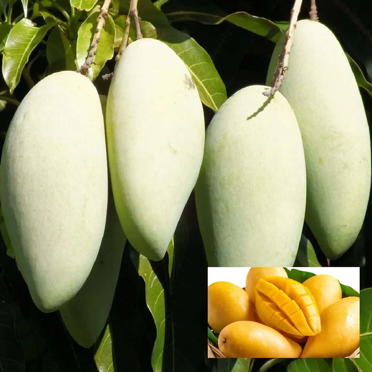Honeydew Mango Aam Grafted Fruit Live Plant